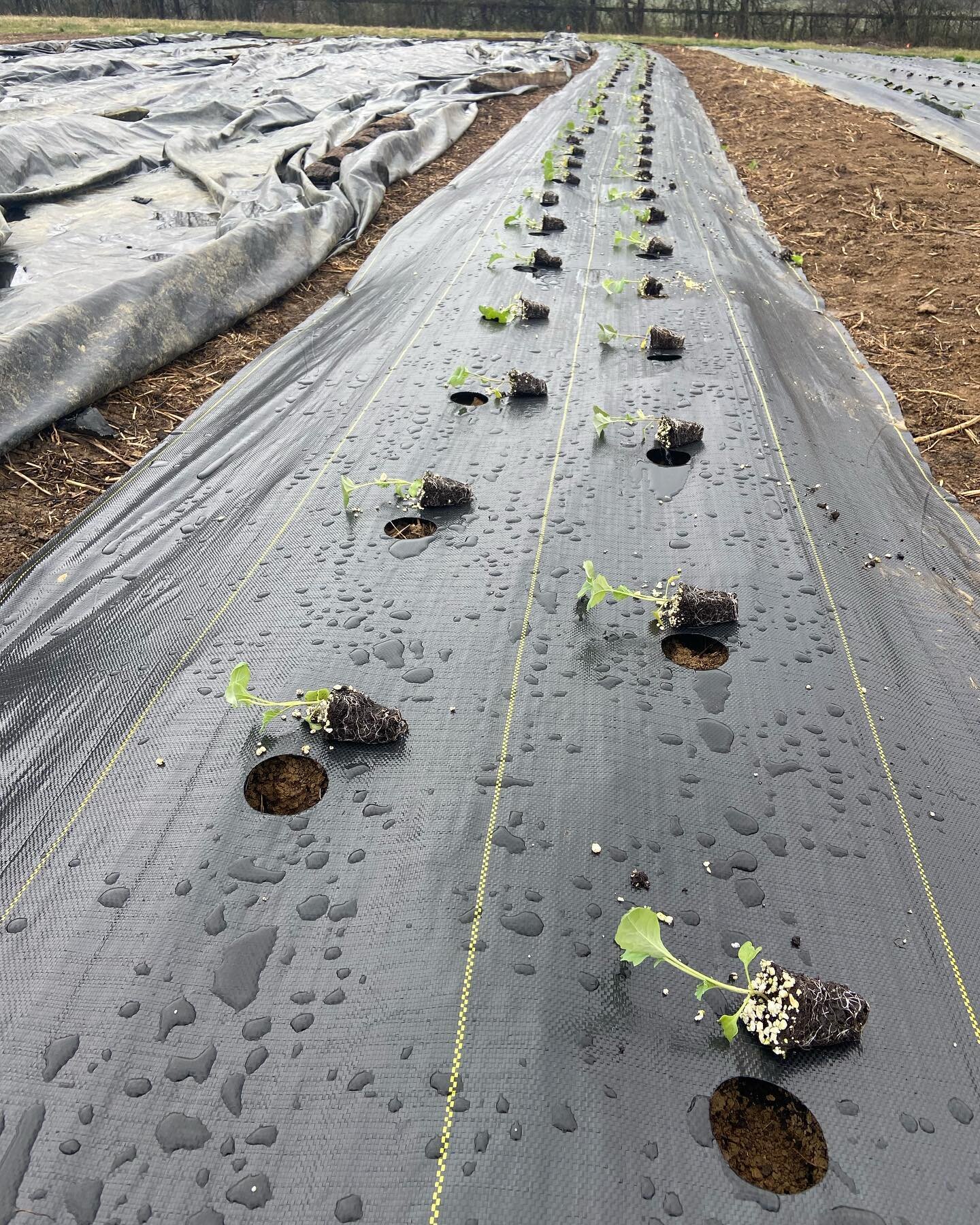 The drizzly rain we&rsquo;ve been having has been great for transplanting. Wet and overcast is the perfect weather for transitioning seedlings from the greenhouse to farm soil. We have broccoli, lettuce, kale and broccolini in so far. Cauliflower goe