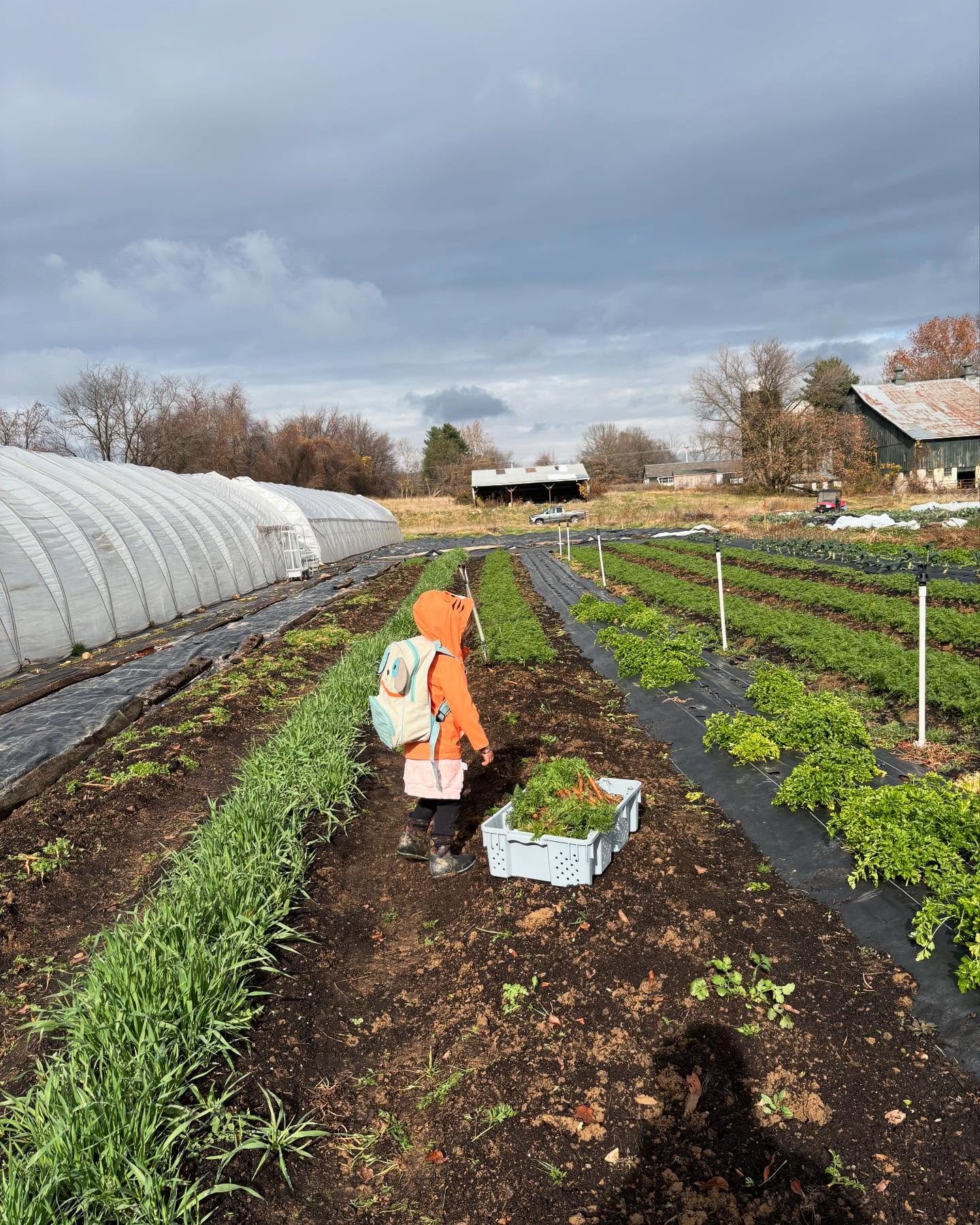 I had some help from a well prepared pre-schooler with the carrot harvest!
