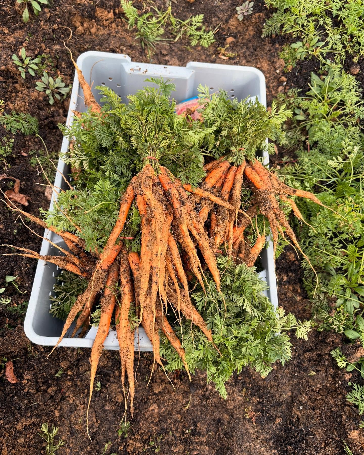 Carrots! Pre wash pack glow up, where we soak and spray and scrub them up for you. We harvested these yesterday when it was a tad warmer. Farmers and customers might balk at the cold weather but carrots thrive in it. The starches in carrots turn to s