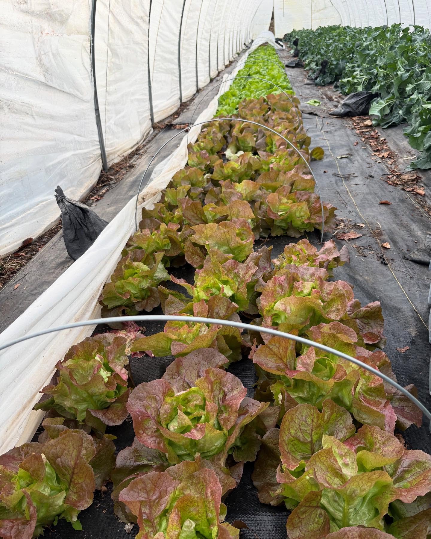 Check out this lettuce view in one of our tunnels! We&rsquo;ll be @ksqfarmersmarket tomorrow from 3-530 with so much nice winter produce. It&rsquo;s going to be cold so bundle up and come out to see farmer Liam.