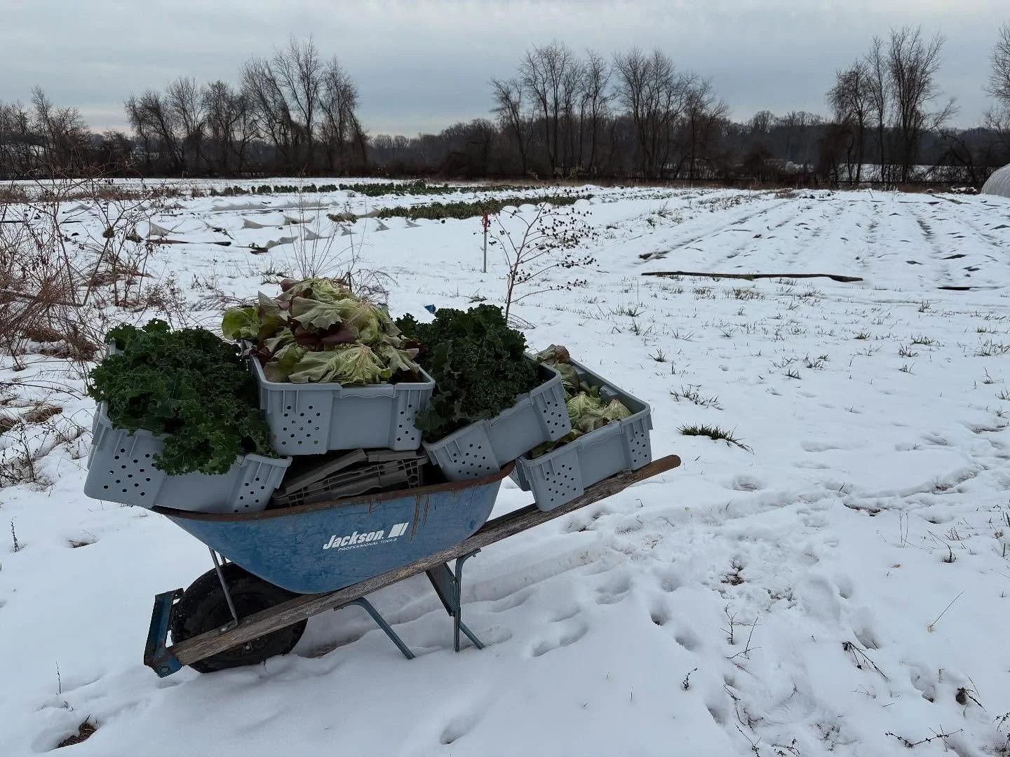 We managed a snowy, muddy harvest and we&rsquo;re excited to share it will you! @ksqfarmersmarket See you 3-530 today.