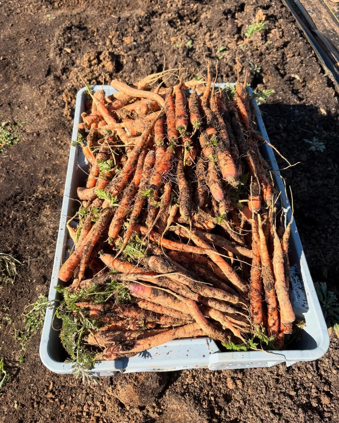 These muddy carrots survived an invasion of deer, feet of snow and extremely cold temperatures! They are sweet and resilient. Look out for them @ksqfarmersmarket sometime in the next month!