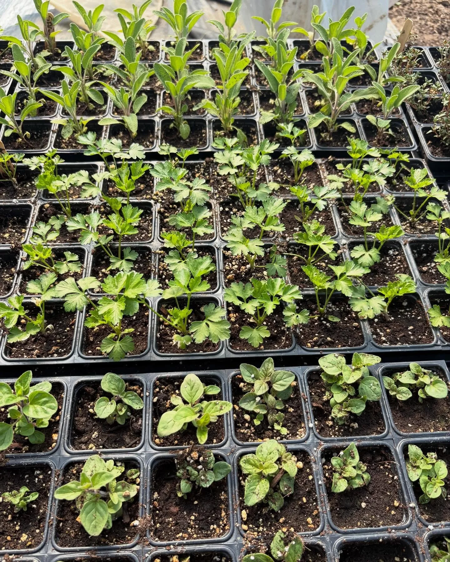 Parsley, sage, rosemary and thyme plus basil, oregano, cucumbers, summer squash, bell peppers, jalape&ntilde;o peppers, frying peppers, Italian eggplant, lettuce, lacinato and curly kale, Swiss chard, cherry tomatoes, and heirloom tomatoes! Find all 