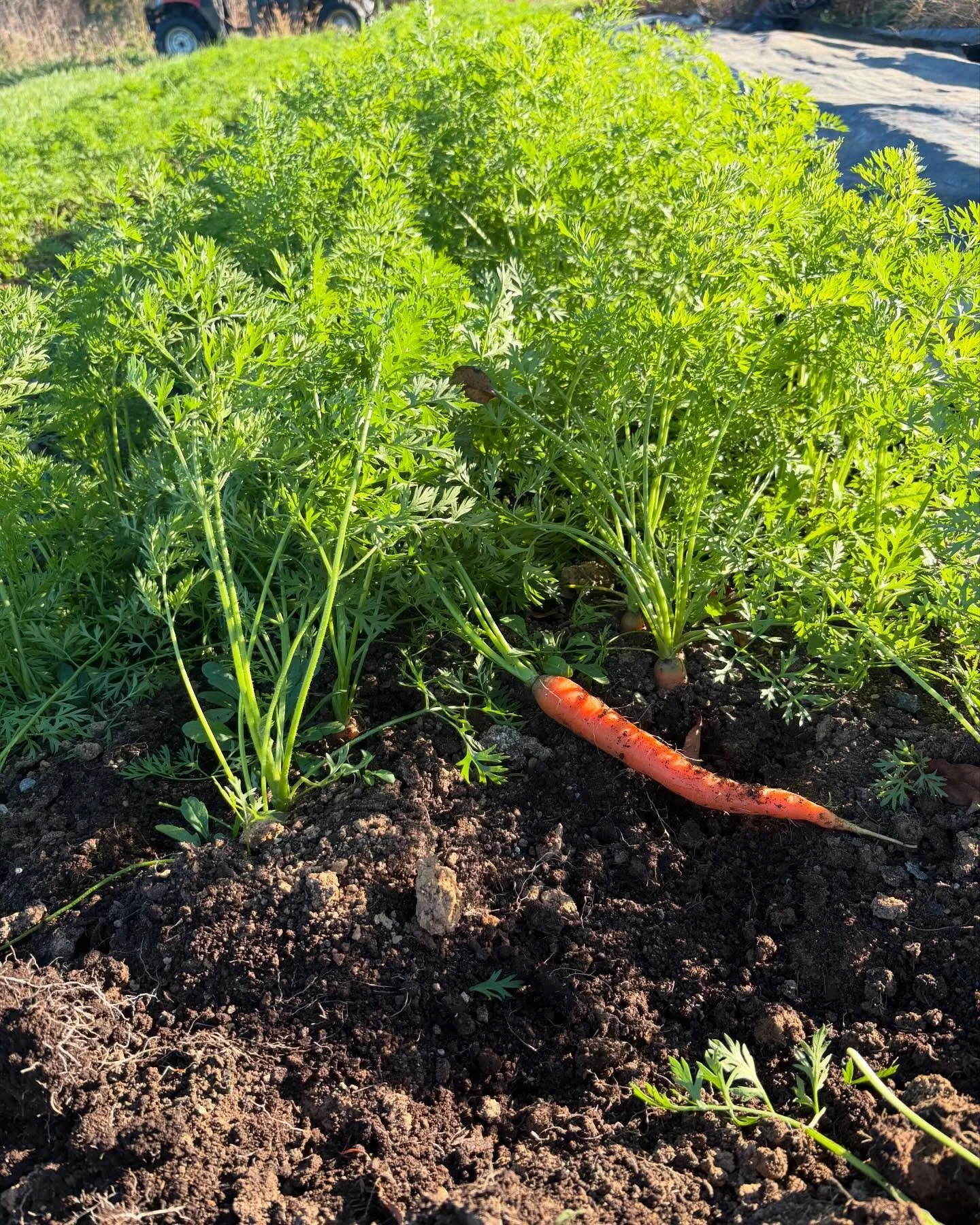 Carrots are back!!!!! Visit us this week @ksqfarmersmarket or at the opening weekend of our farm stand. The farm stand will be open this Sunday the 24th from 10-6pm (and every Sunday from now until the end of October).