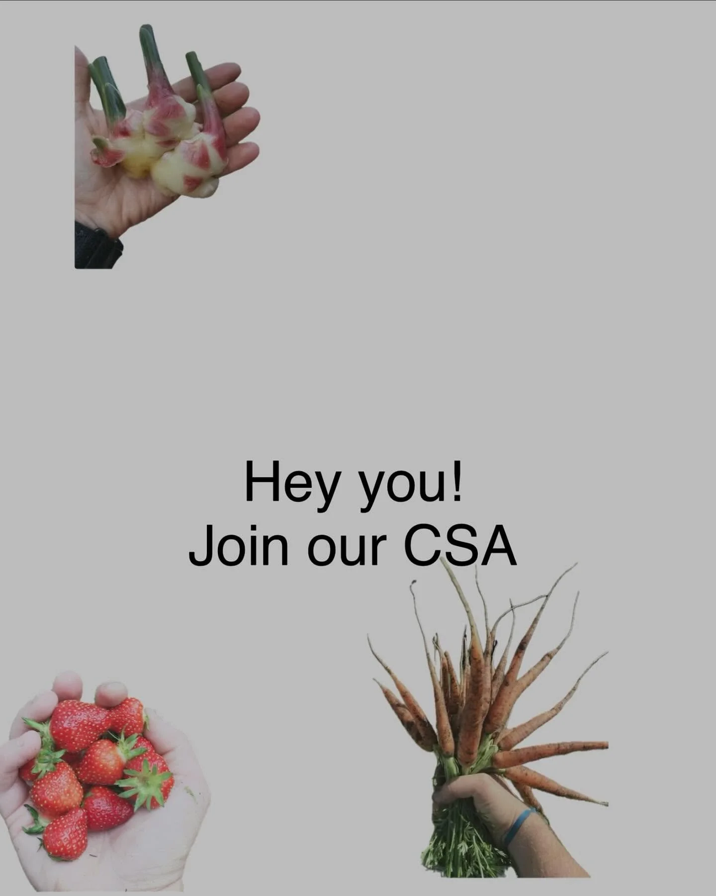 Our CSA starts in just over a week! Join us for the summer or full season. This is one of the best ways to support our farm and to get fresh vegetables all season long. Pick up Tuesdays at the farm, add-on delivery service Wednesday or pick up at the