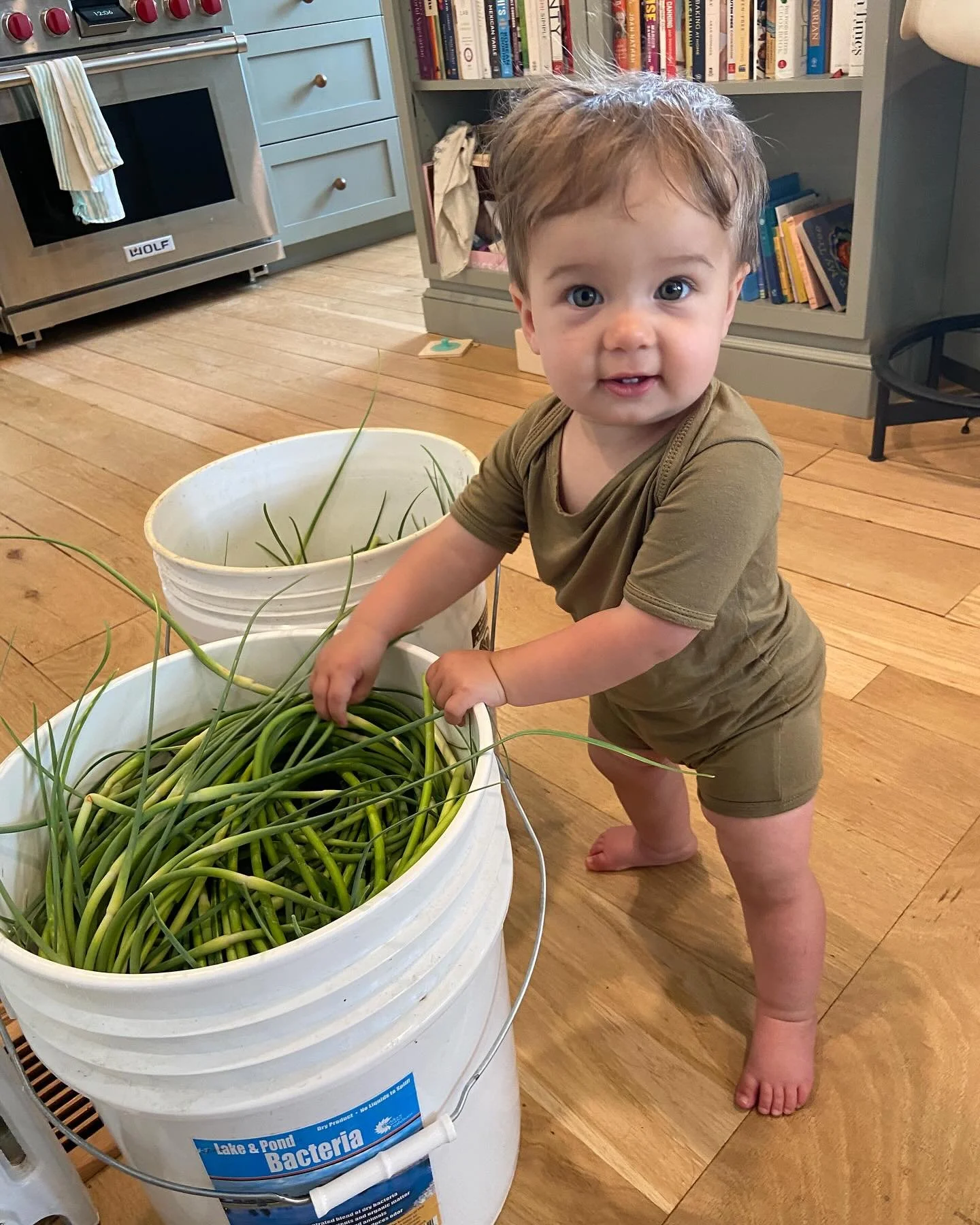 It&rsquo;s scape time!!!! This picture is a couple years old but the scapes are freshly picked. Garlic scapes are an awesome side product from growing hard neck garlic. They can be roasted, grilled, put in pesto and used anywhere you use garlic. Come