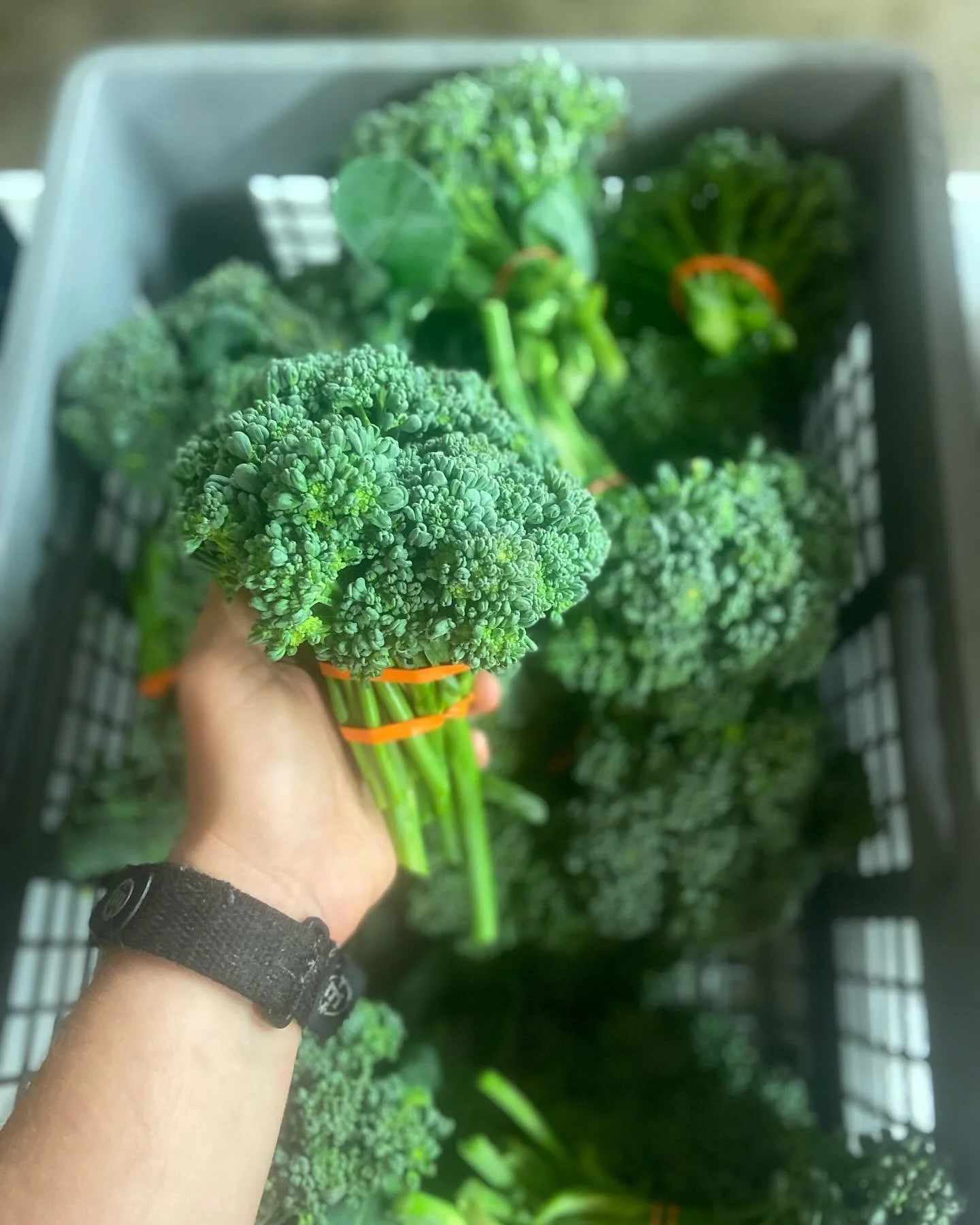 We have so much broccolini to bring to the @ksqfarmersmarket! This customer favorite is back and when it starts producing the first flush is the biggest. So please come out for the early 2:30-4:30 Kennett Square farmers market this Friday and pick up
