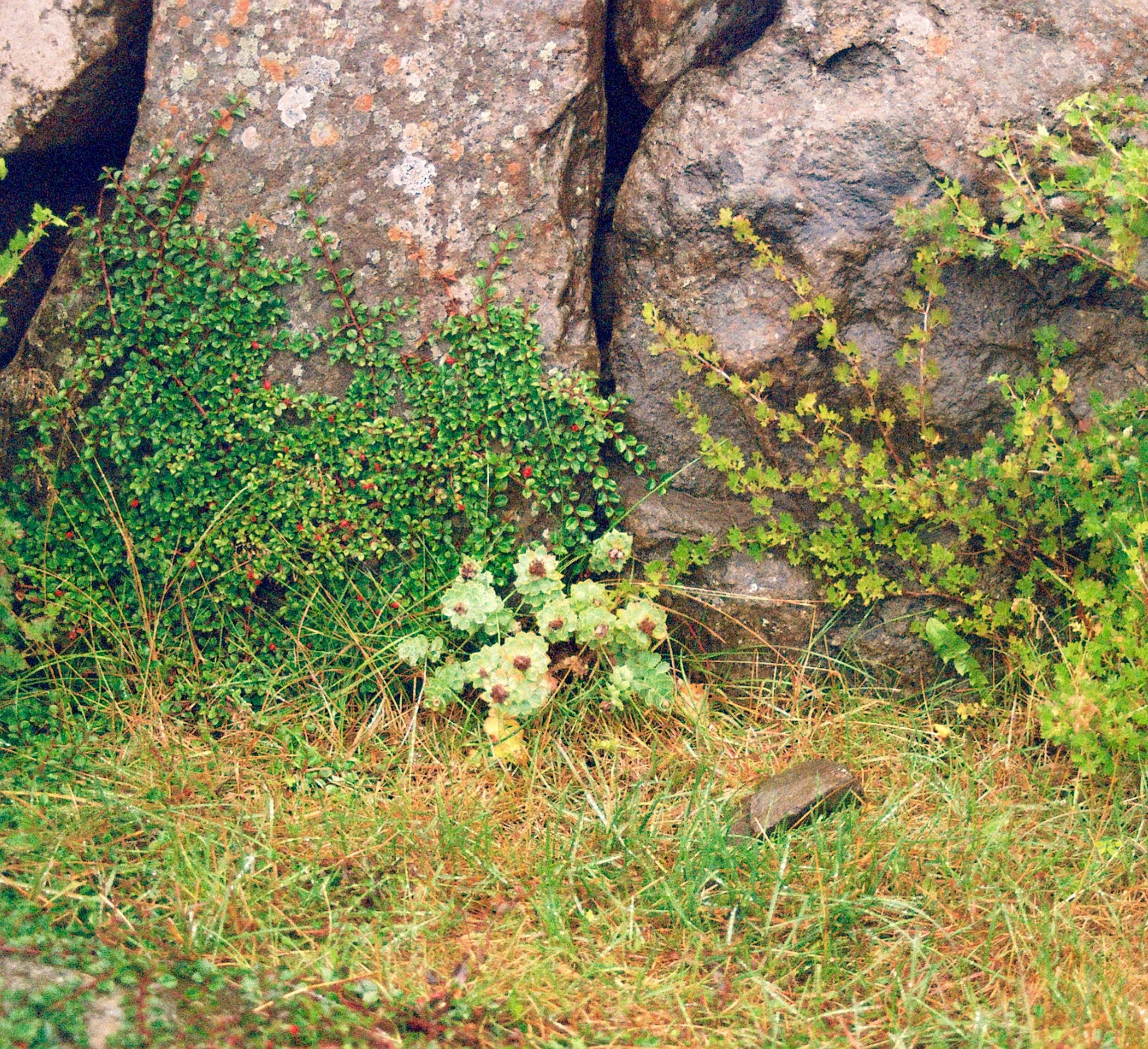 Iceland Moss