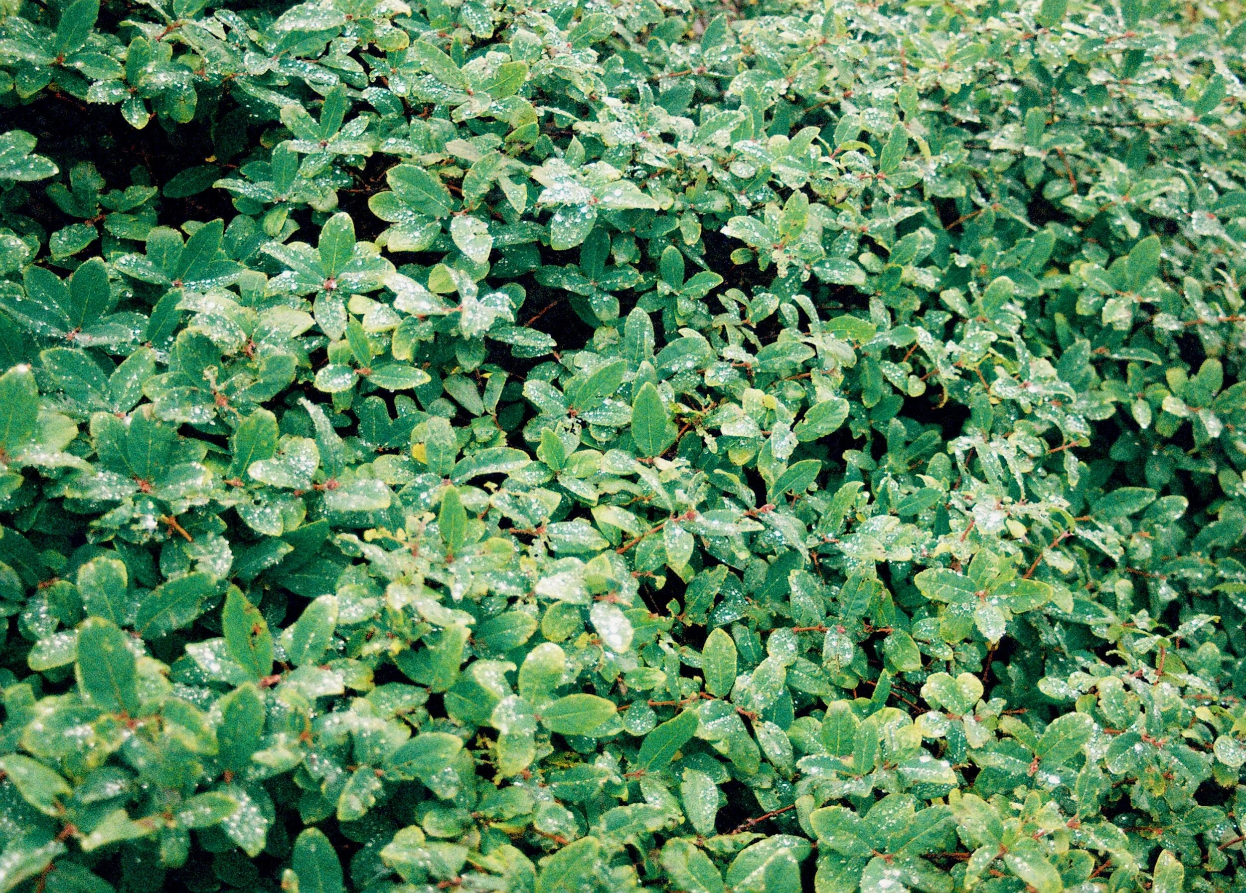 Iceland Leaves