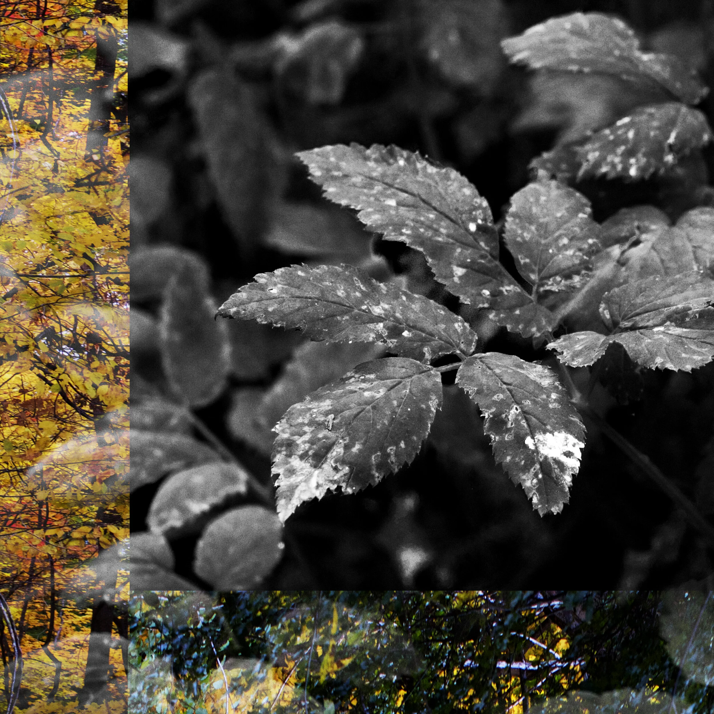 Leaf Collage.jpg