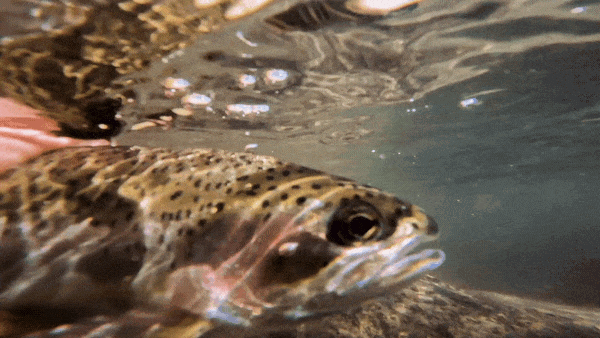 Winter Fly Fishing on the Lower Deschutes - Heritage Landing