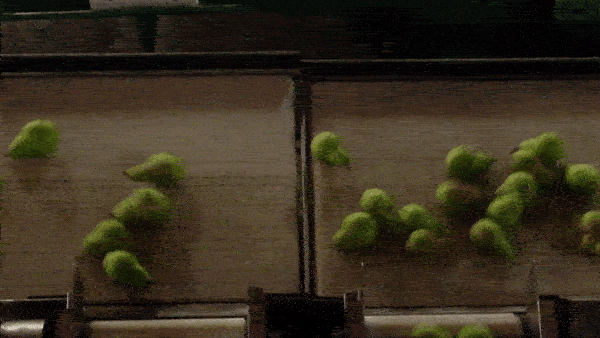 Pear - Conveyance.gif