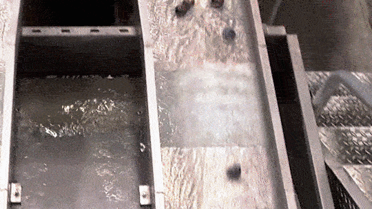 Stone Fruit_Section GIF.gif