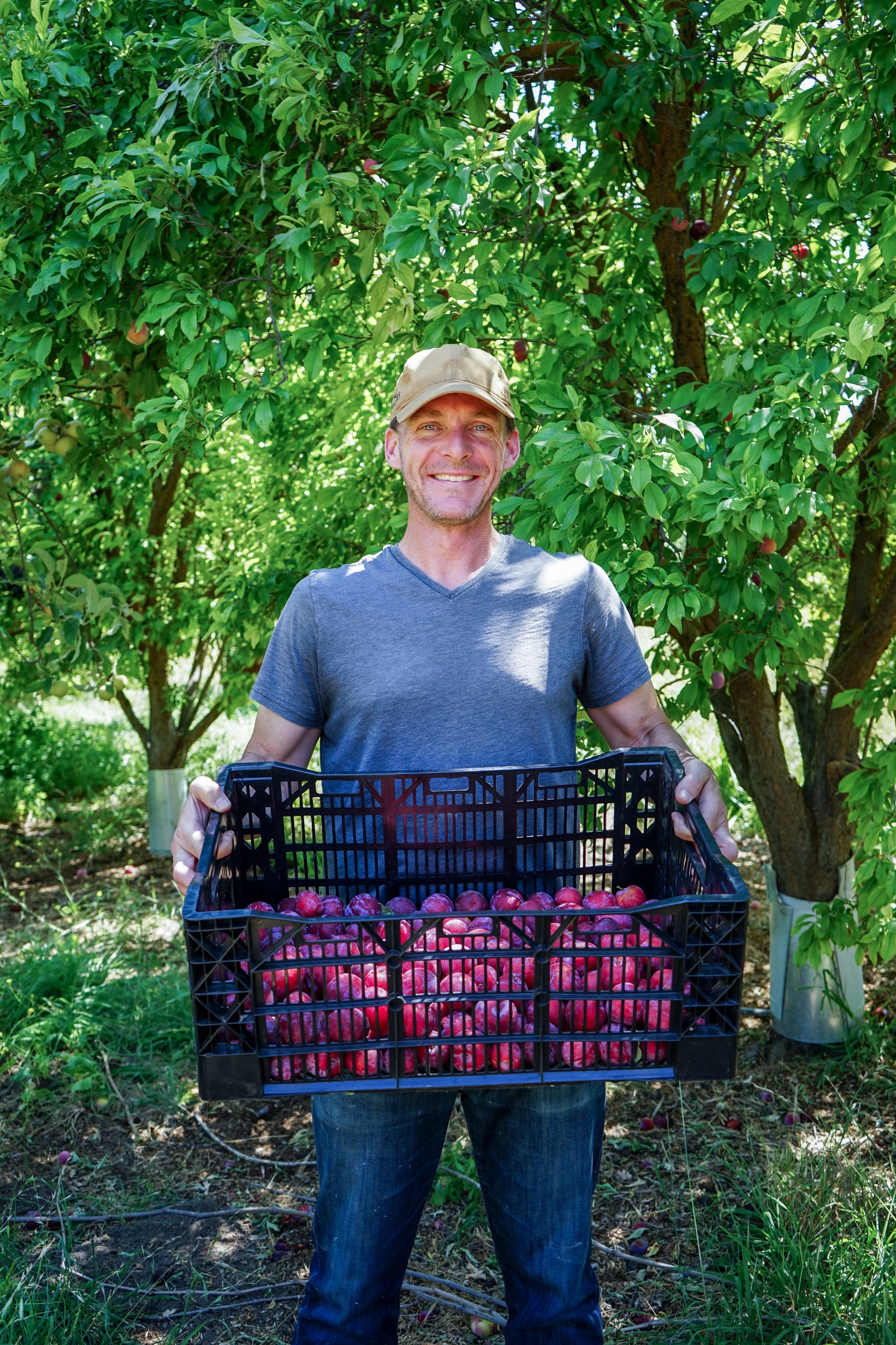 Sideyard_Justin_Welch_Plums_Windrose_Farm_010.jpg