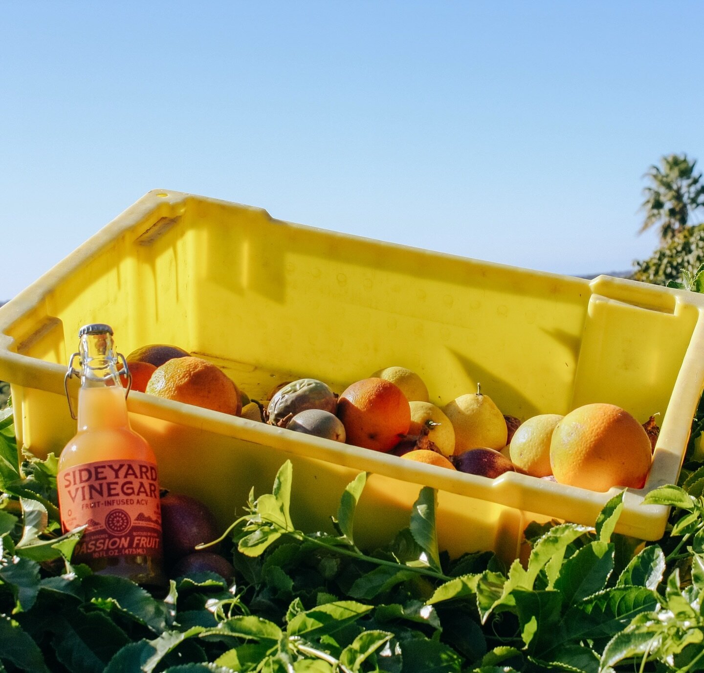 Welcome SPRING BOUNTY!!! 🌞🌳 Warmer, longer days and sunnier skies come to mind&hellip; And given the growing season, some of our favorites&mdash;like passion fruit, kumquats and strawberries&mdash;are producing in abundance! 🍈🍊🍓🌳🪜🪣 

We&rsquo