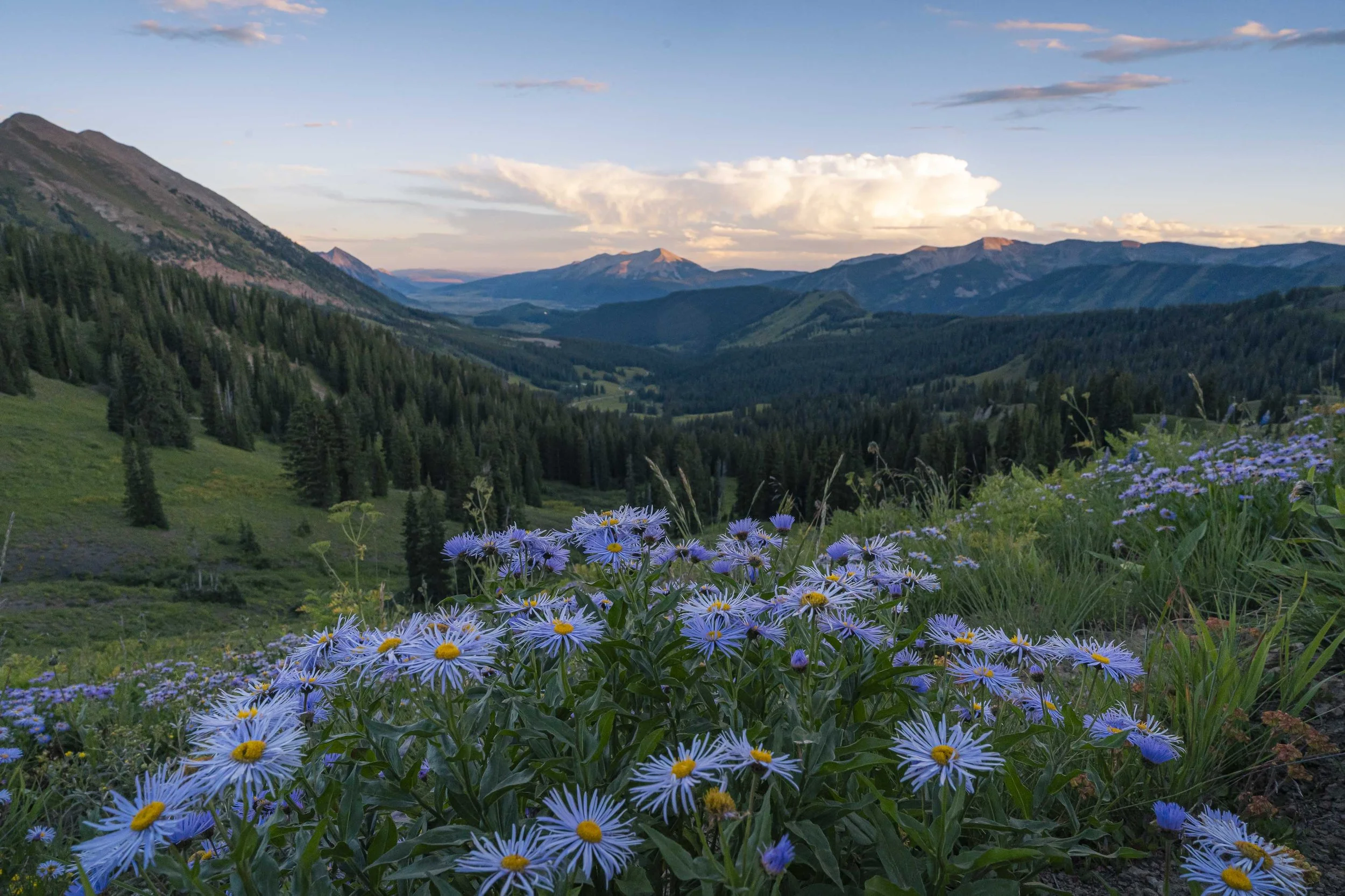 How to Photograph Wildflowers in Colorado: Tips and Best Locations