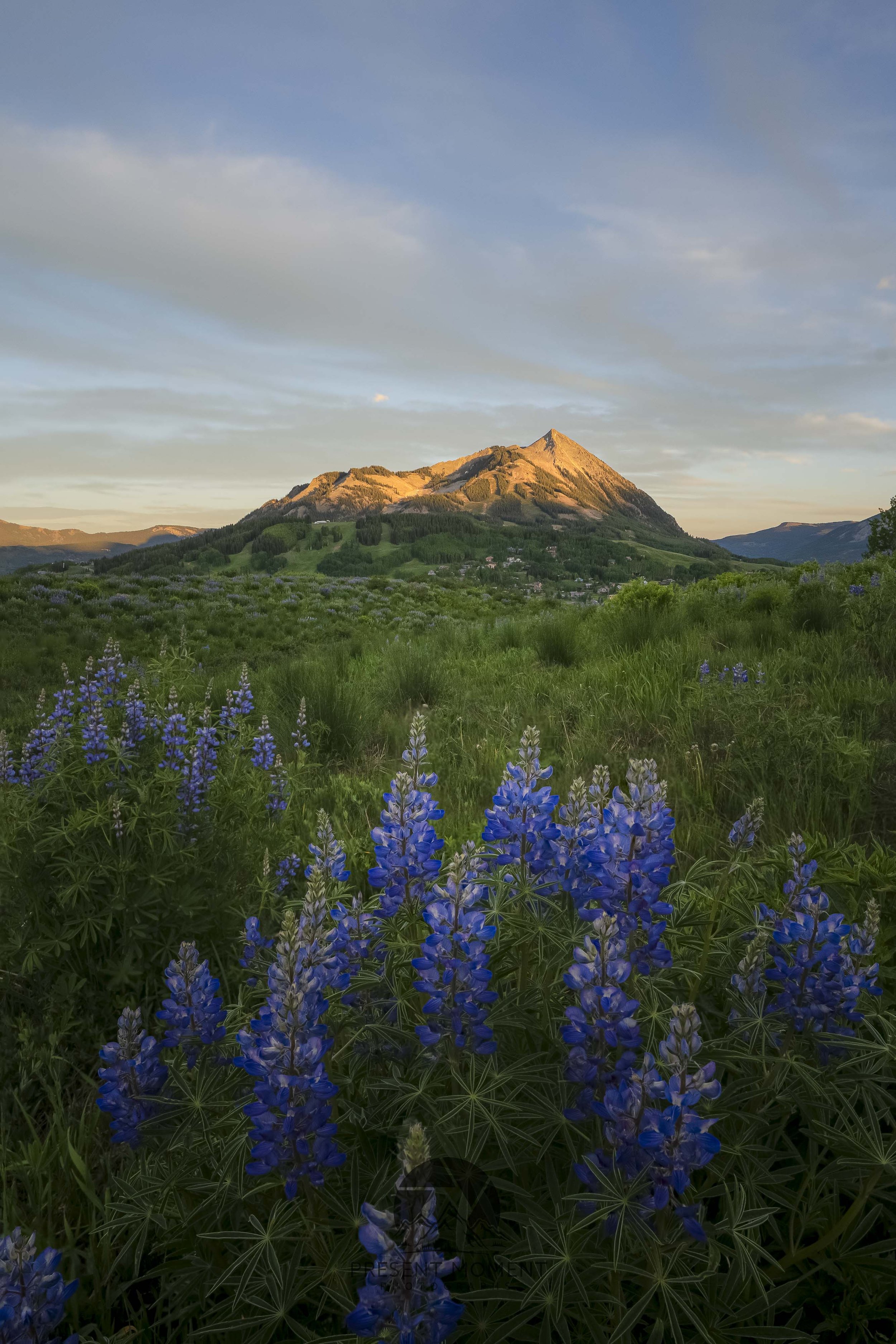 Lupine flowers at sunset facing Mt. Crested Butte