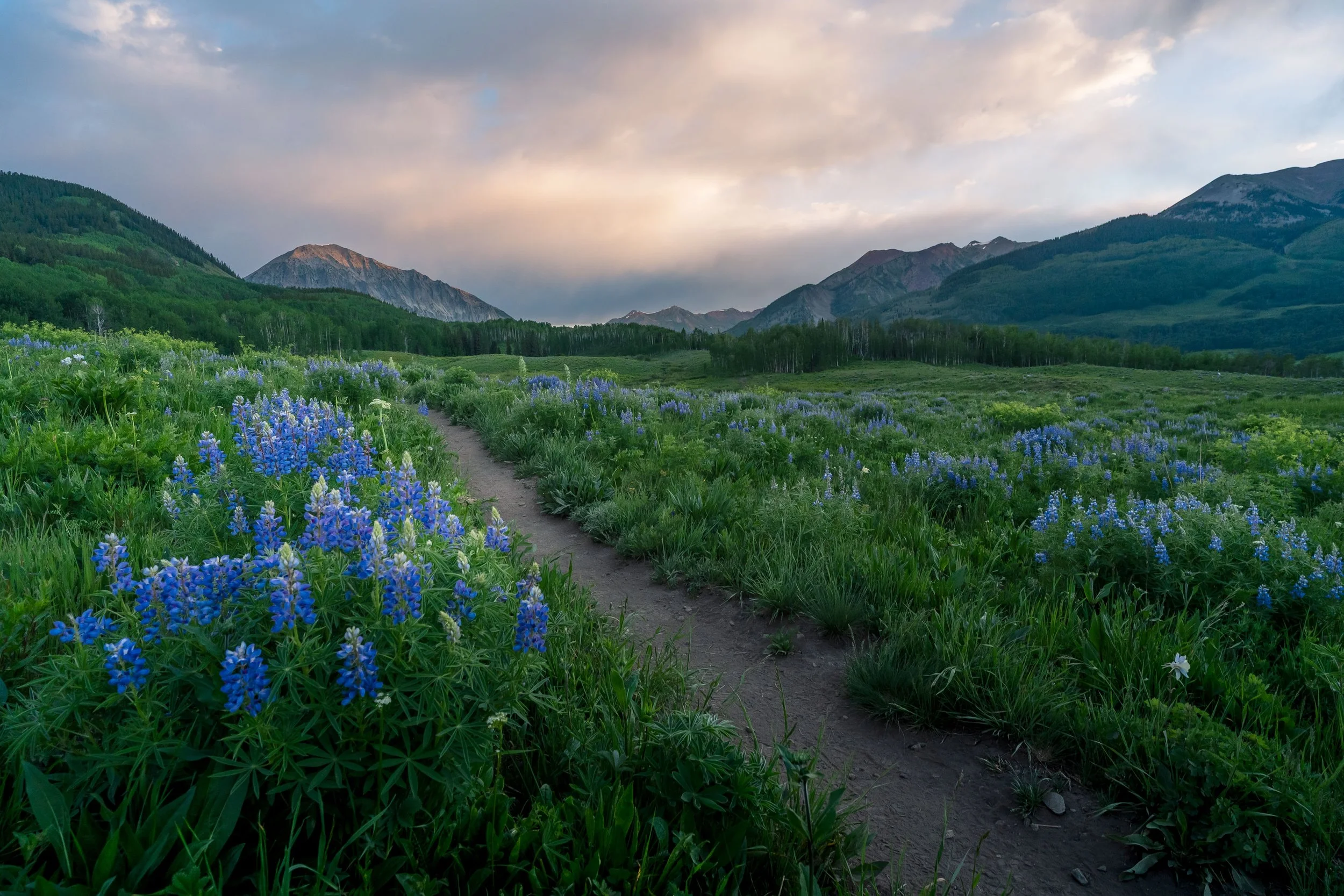 Crested Butte Lupines-25.jpg