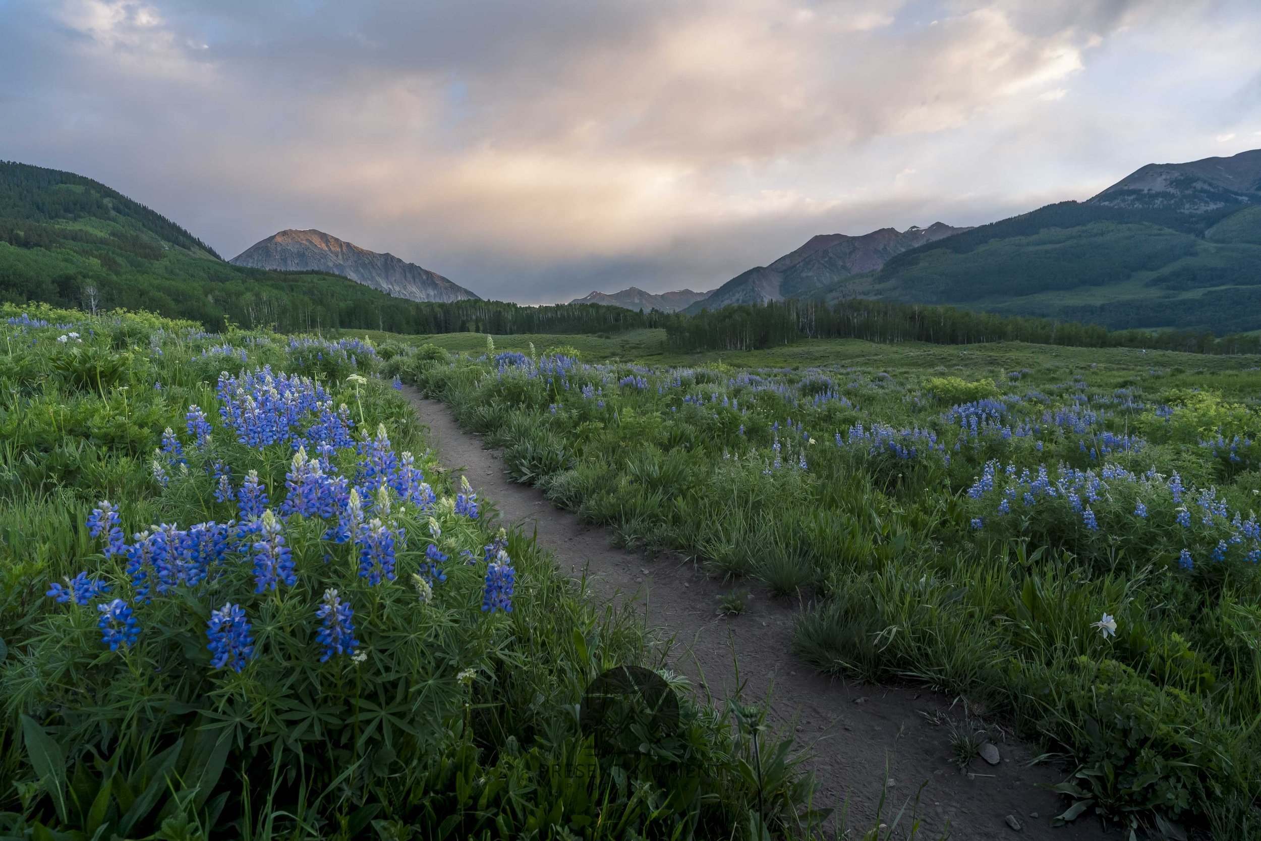 Sunrise and lupine flowers at Teddy's Trail in Crested Butte, Colorado