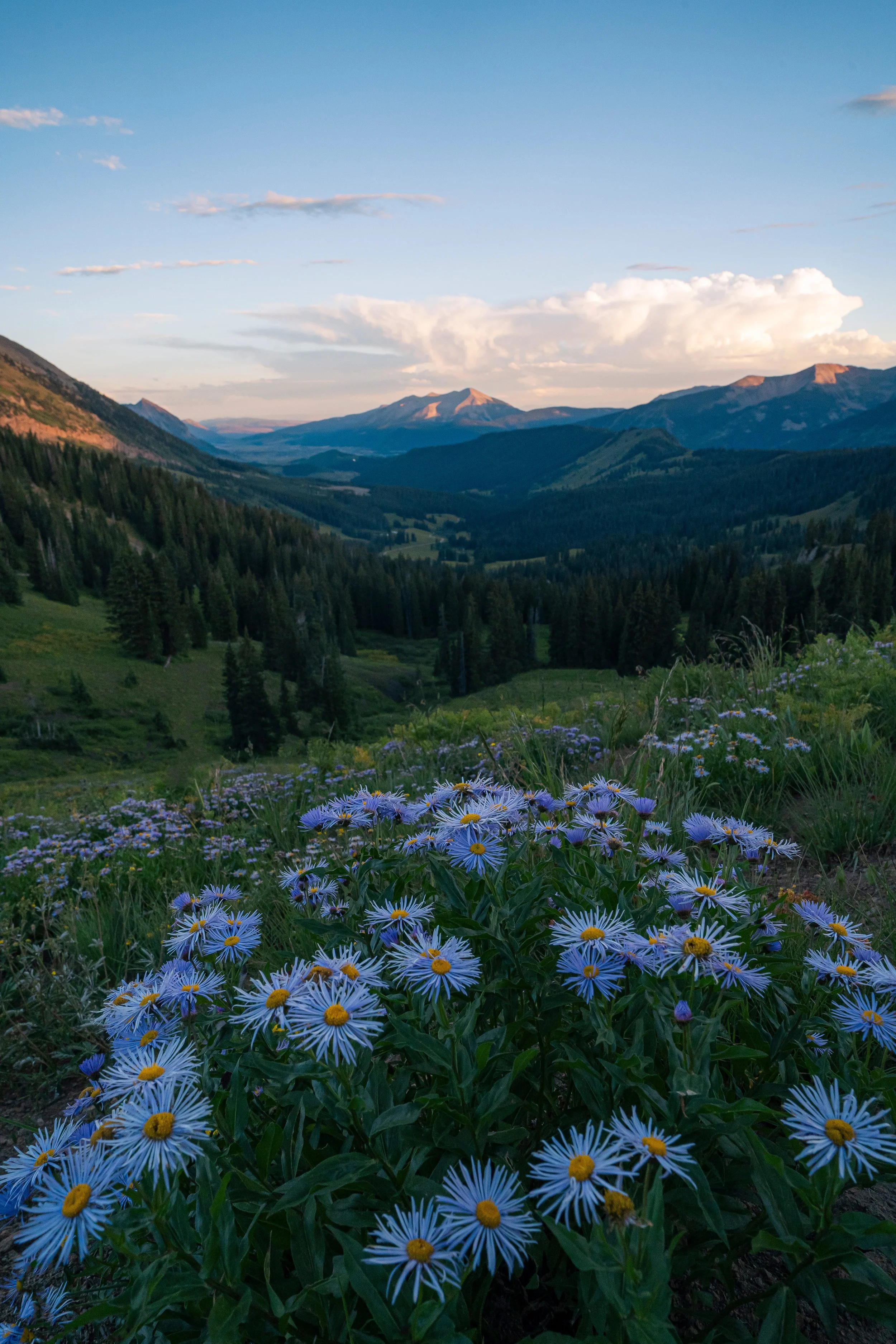 crested butte flower shot.jpg