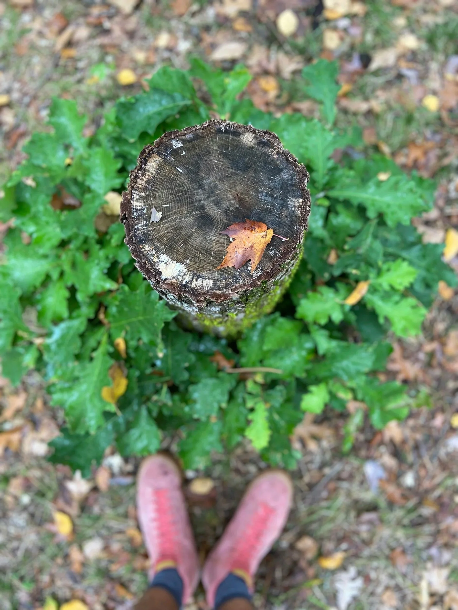 Grafted In