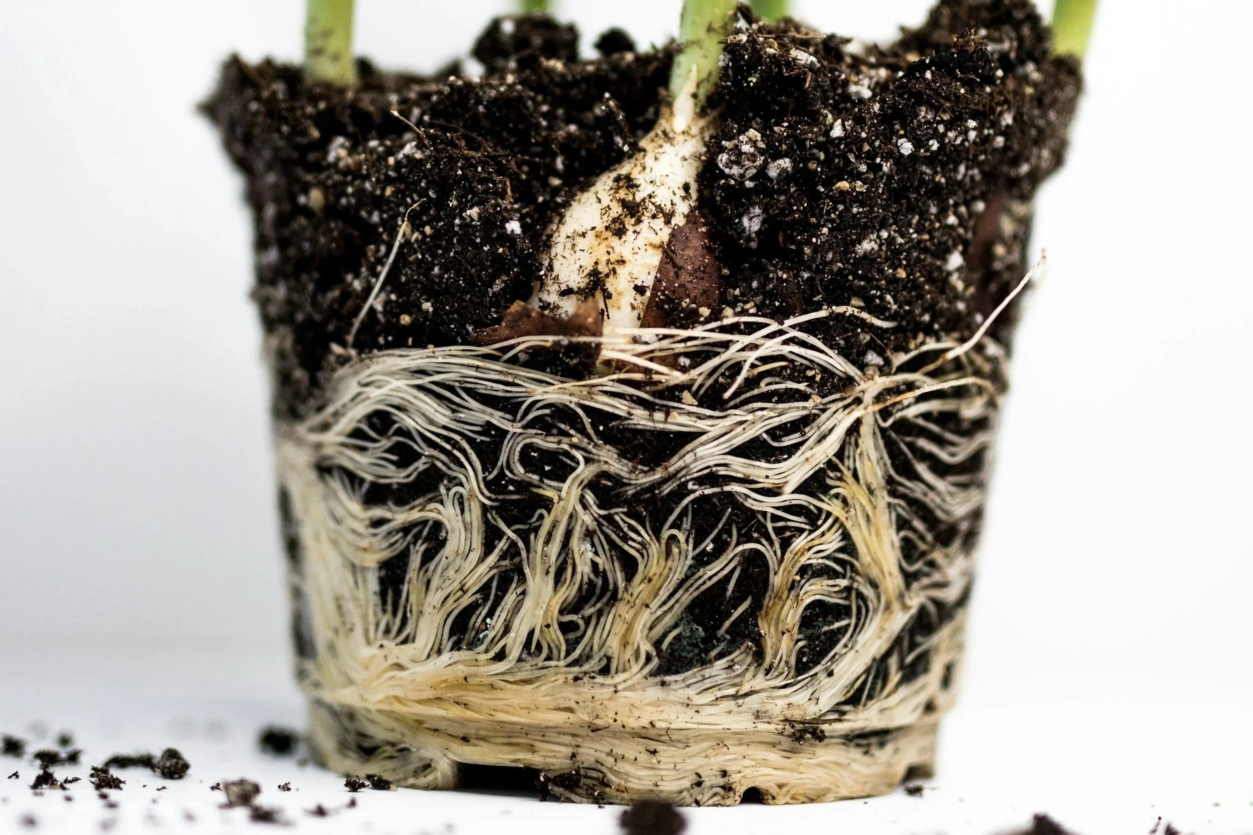 Roots and Shoots