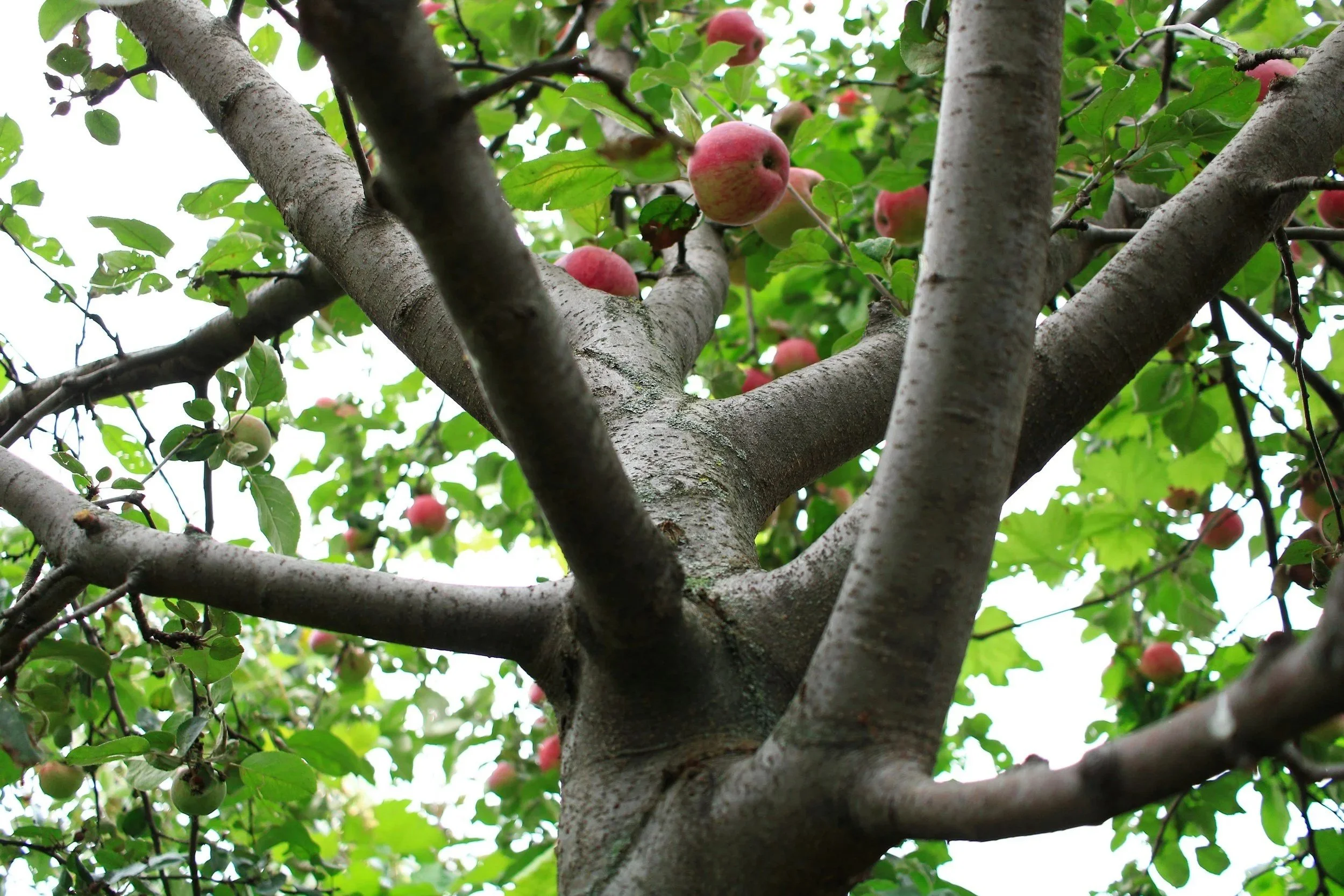 A Fruit-Bearing Life In Jesus
