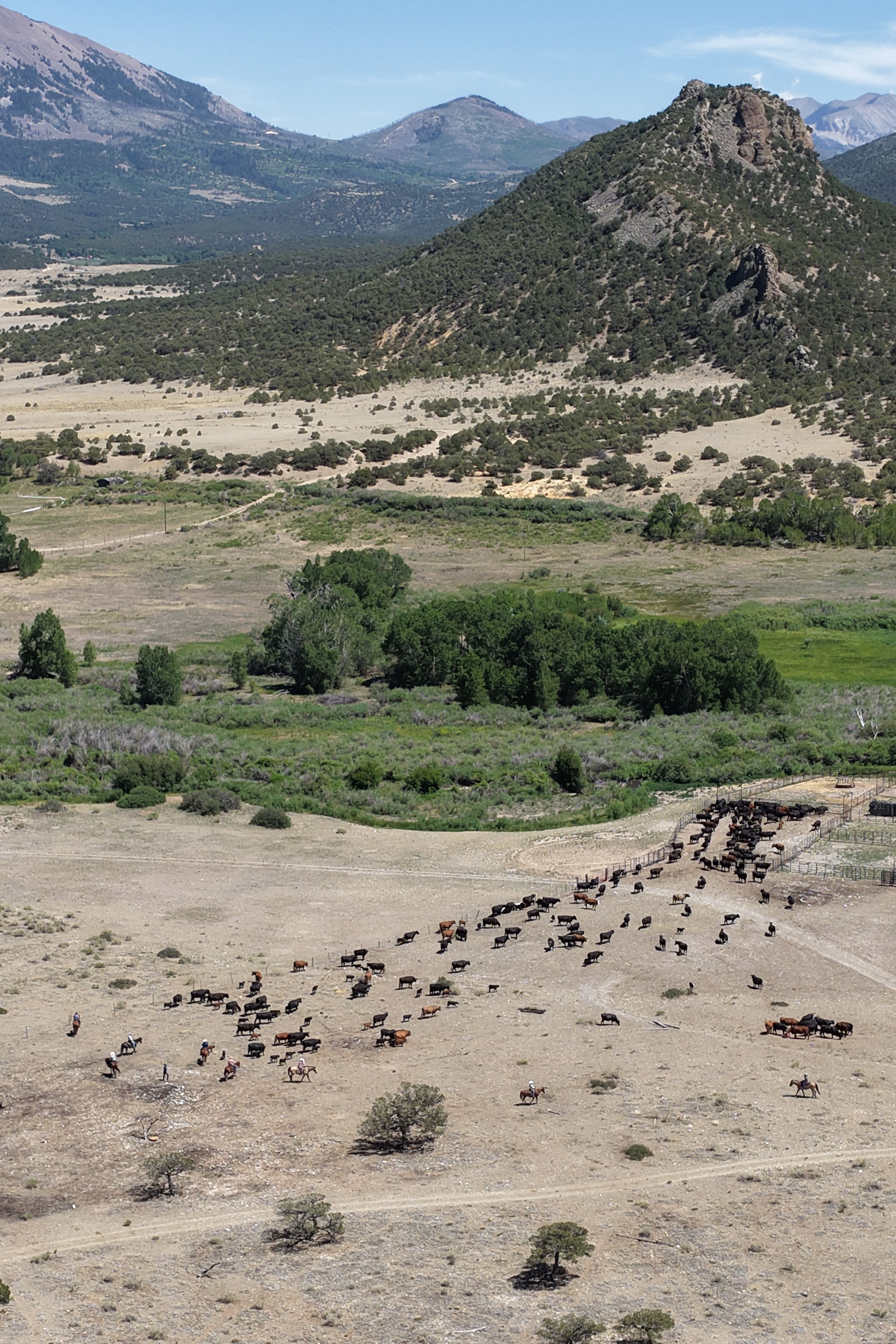 moving into the corral 6:18 .JPG