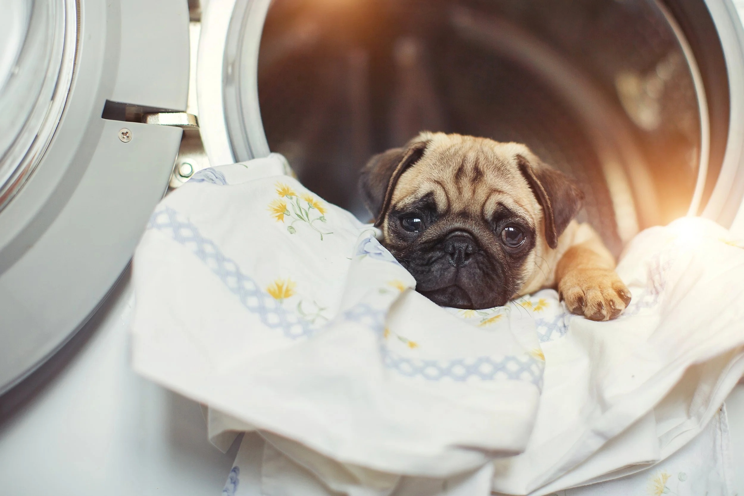 How to Wash a Dog Bed — WaveMAX Laundry