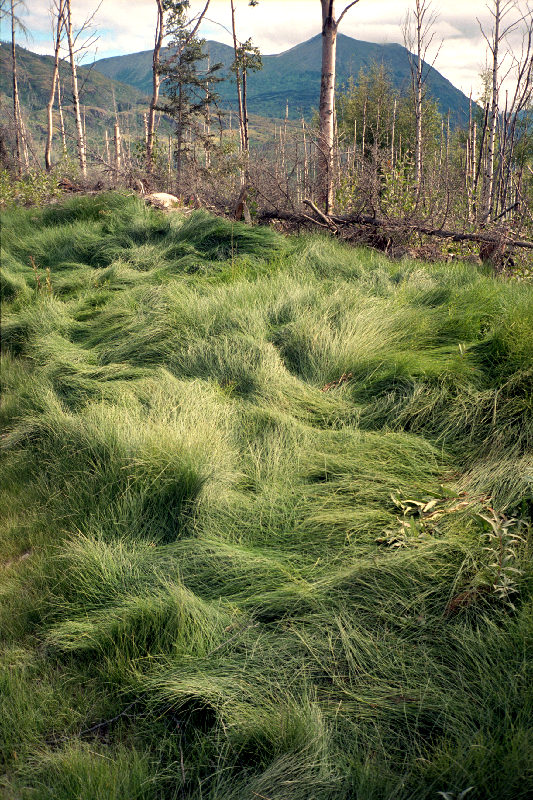 grass.png
