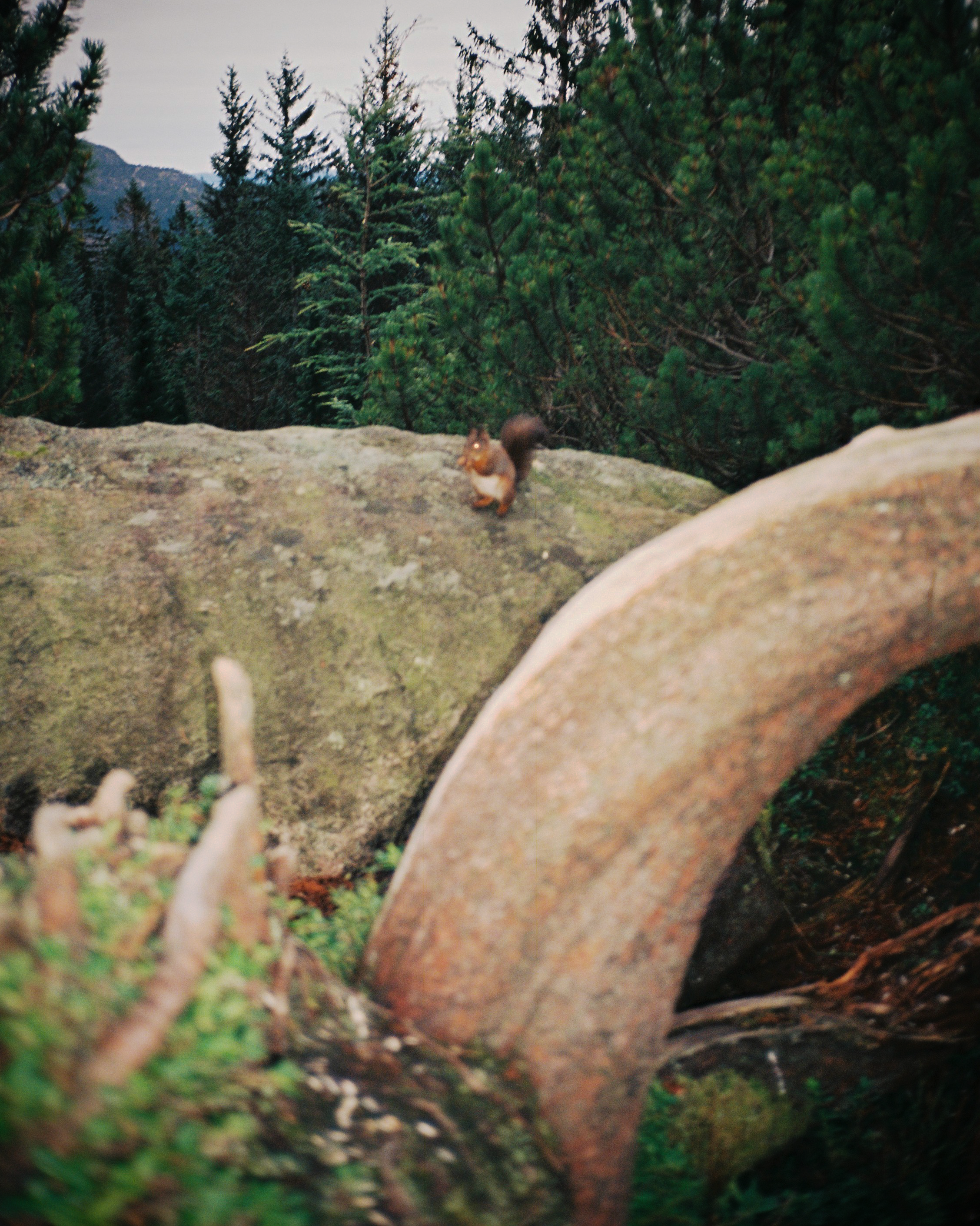 squirrel.png