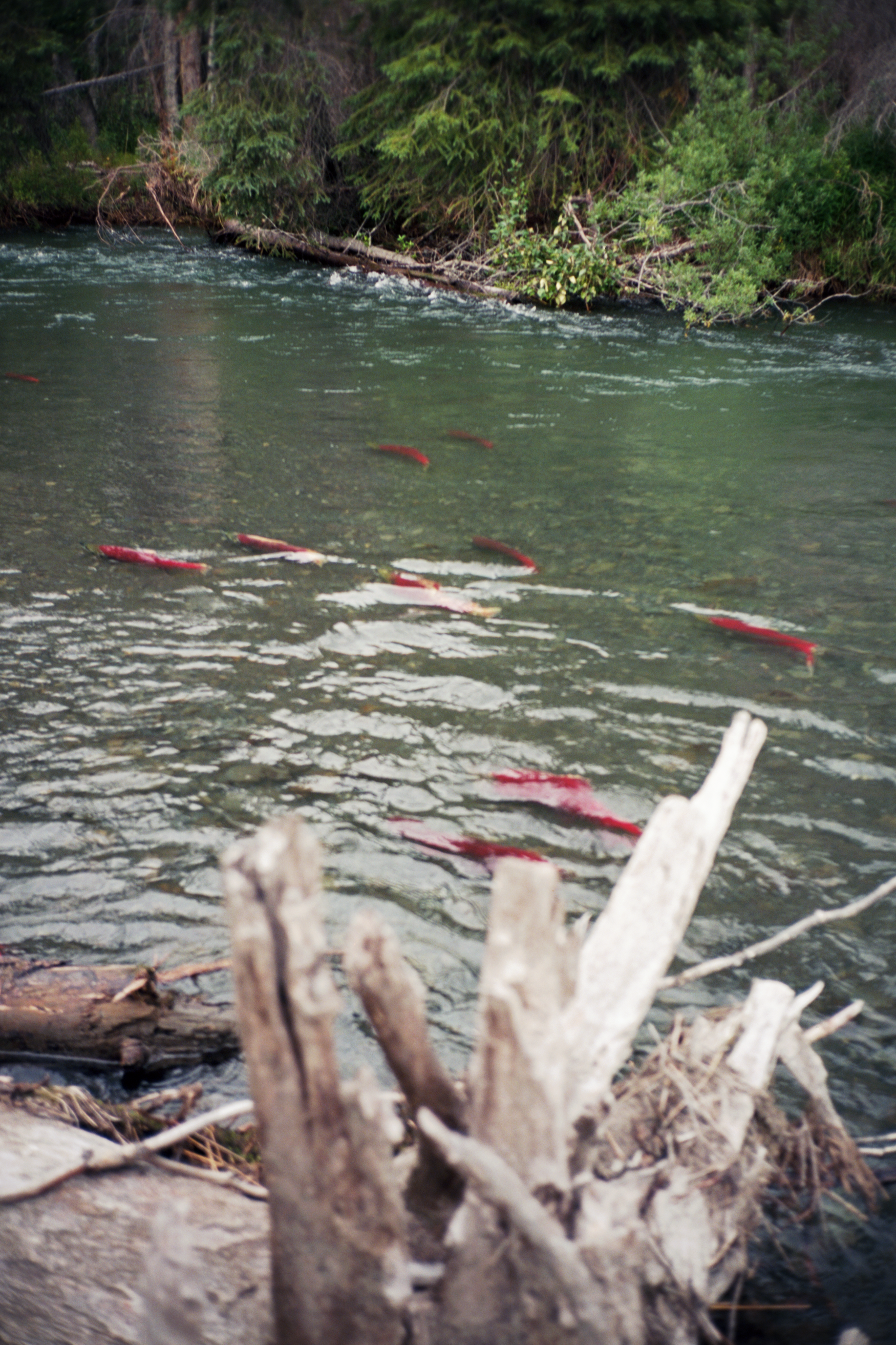 sockeye.png