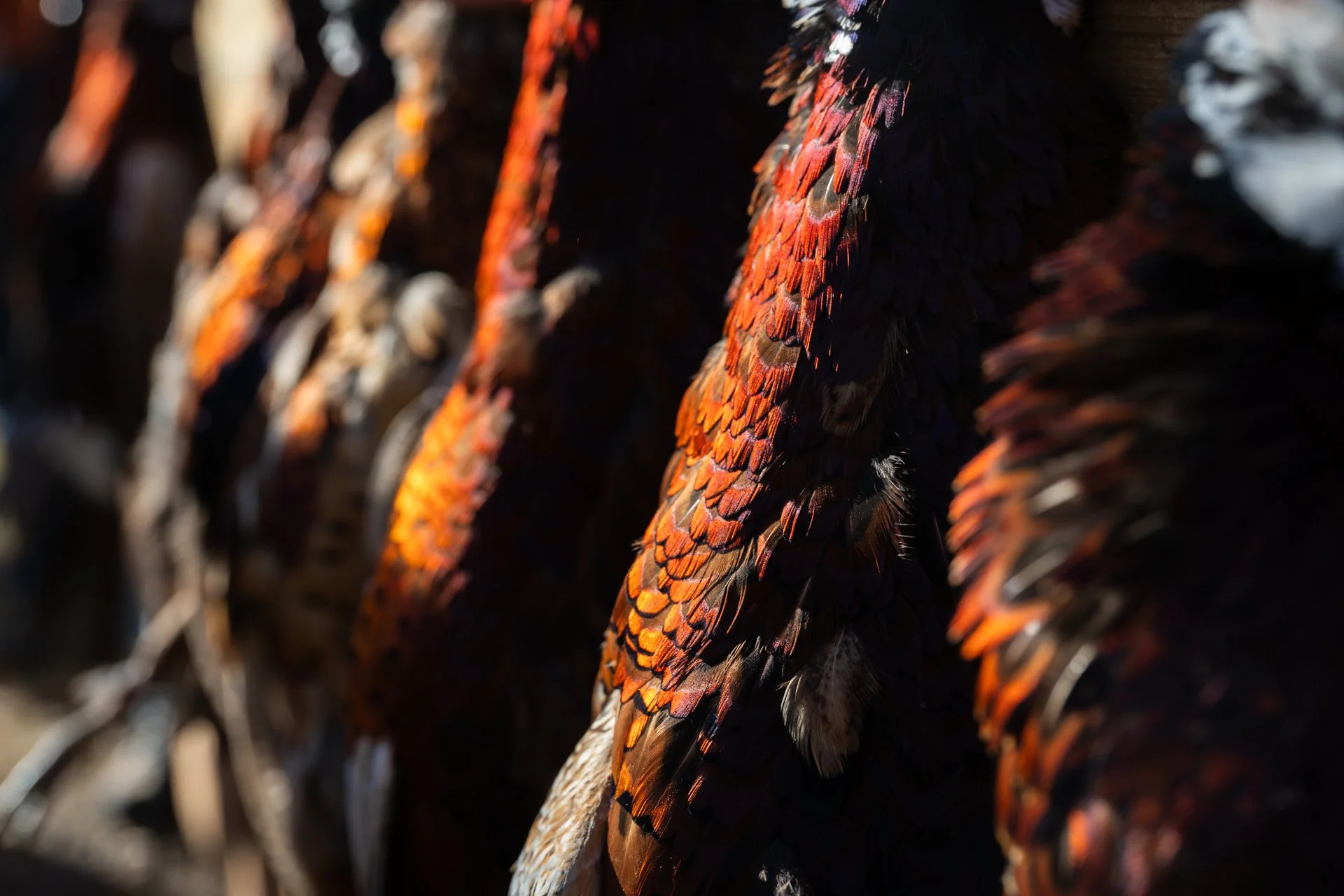 SD LearnToHunt - Corrected-5653.JPG