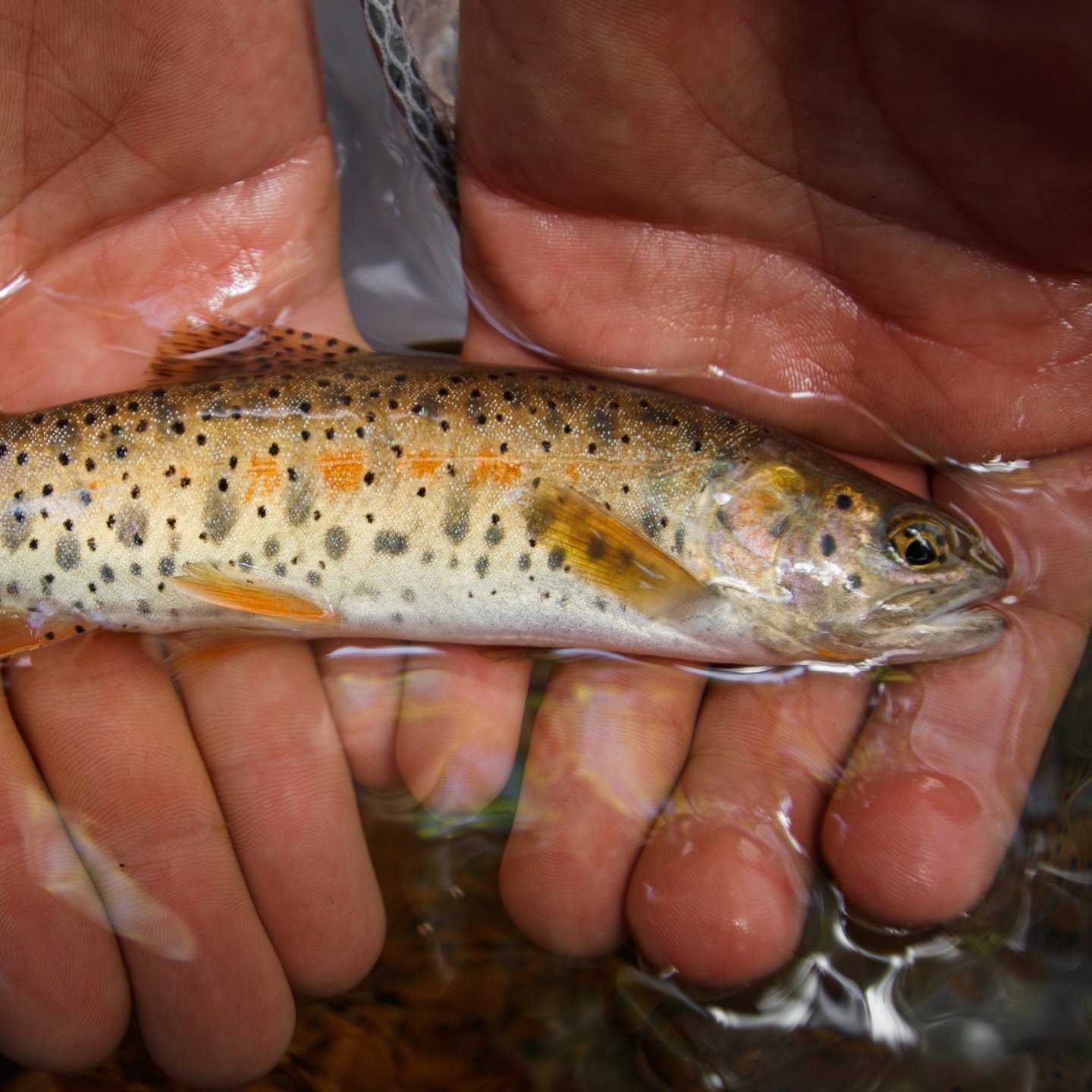 GreenBack+Cutthroat+Trout+%282+of+6%29.jpg