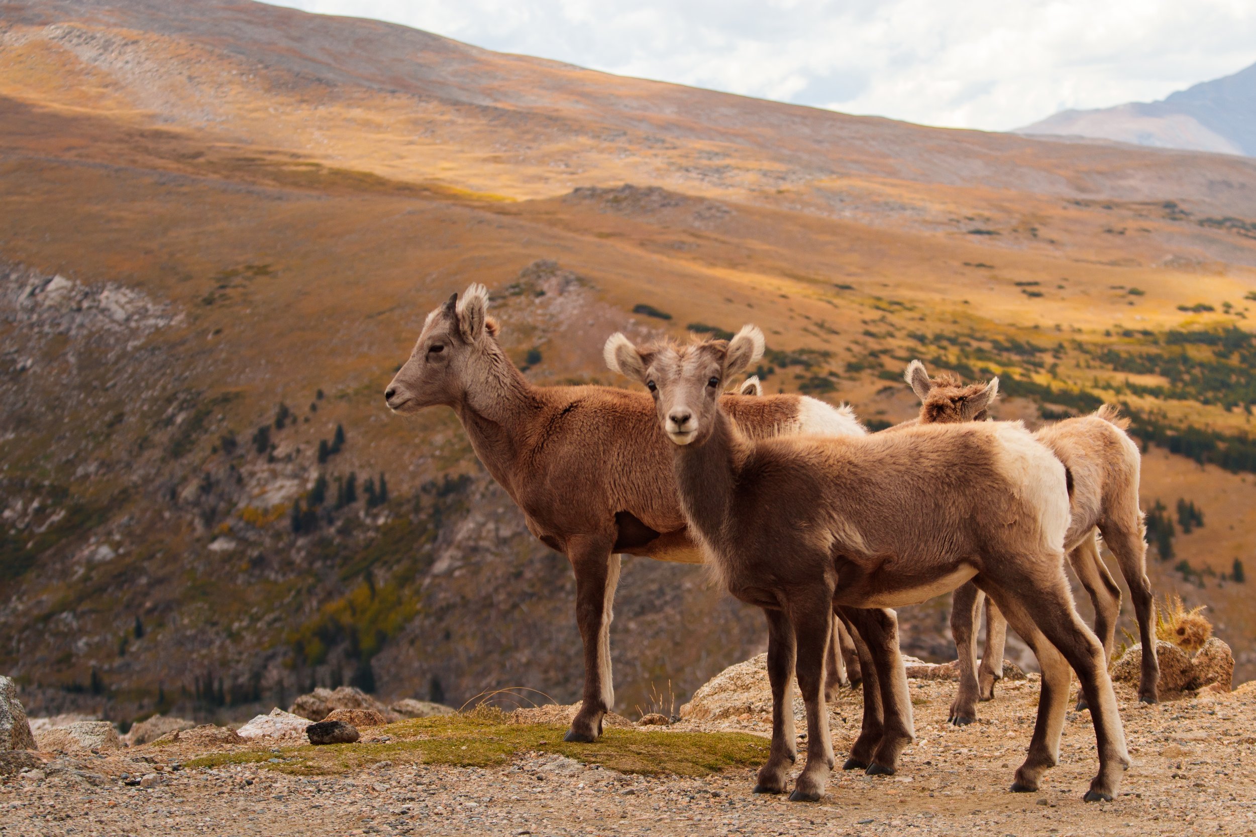 BigHornSheep-2.jpg