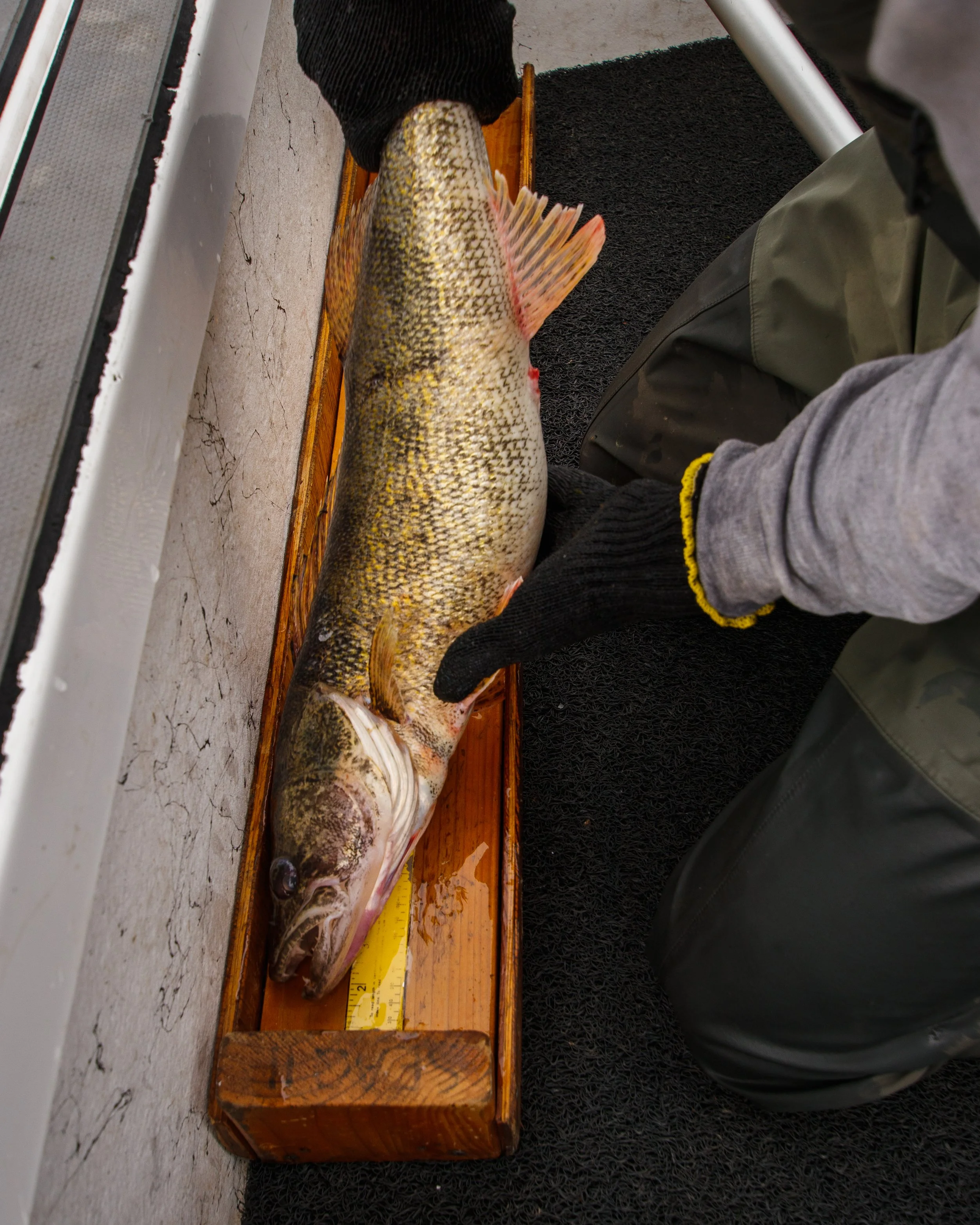 GillNetting_Walsenburg -15.jpg