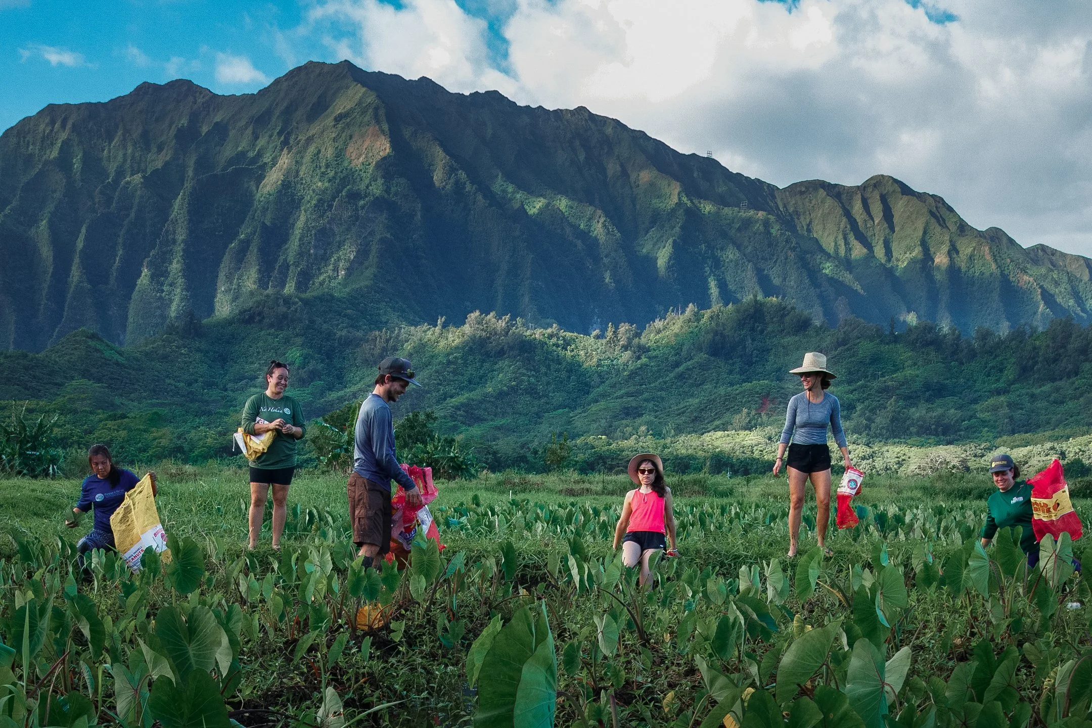 Taro Patch- Lo'i Stylelized (5 of 18).jpg