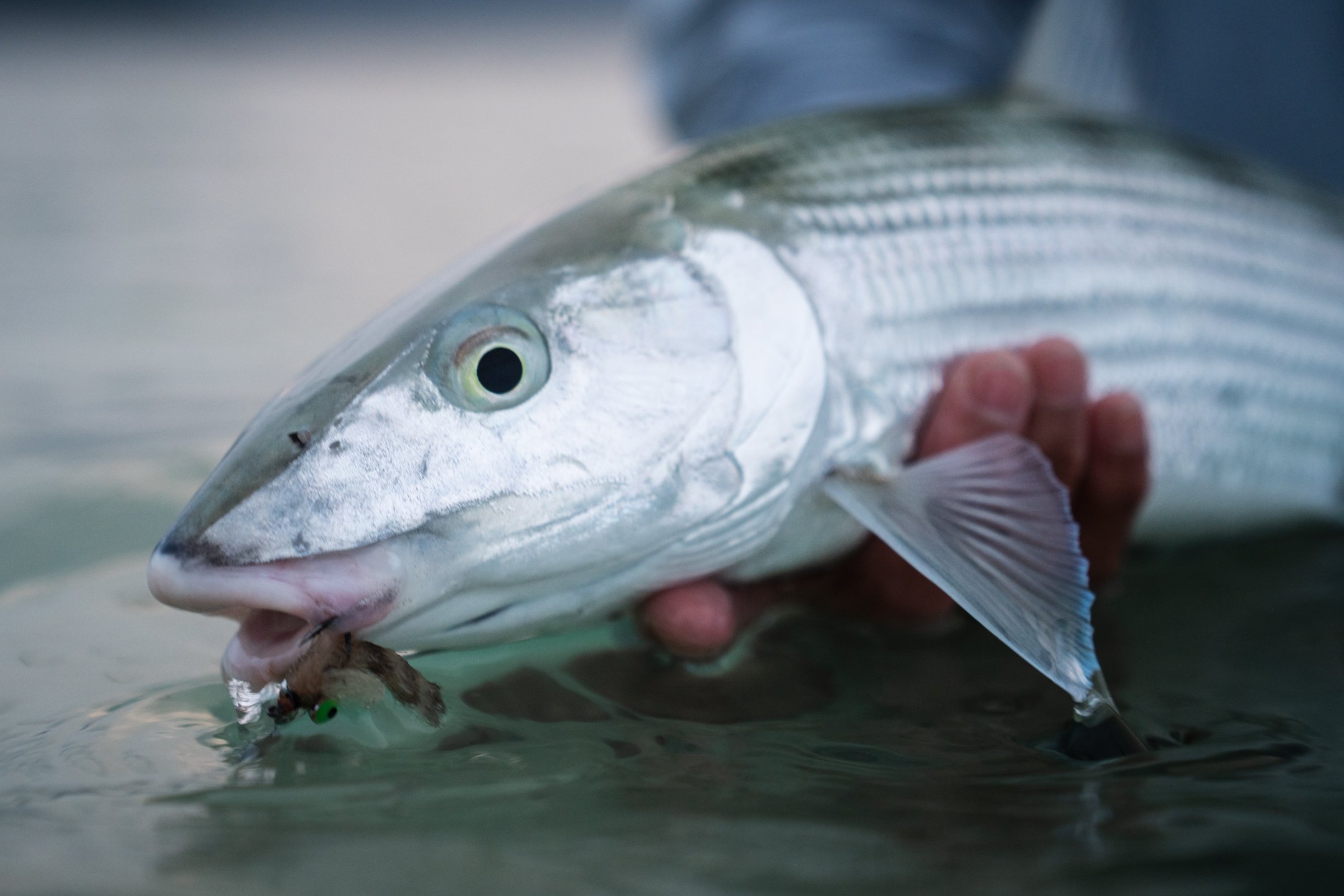 Makani FlyFish - KBay - April 2026-49.jpg