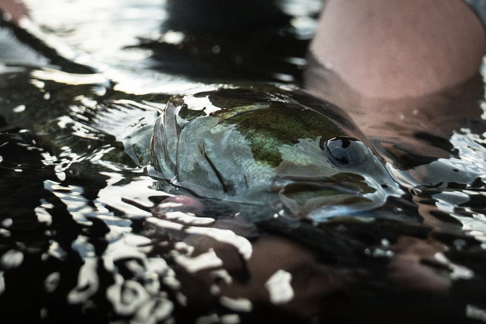 Mississippi River Fishing w Tony - 1080-19.jpg