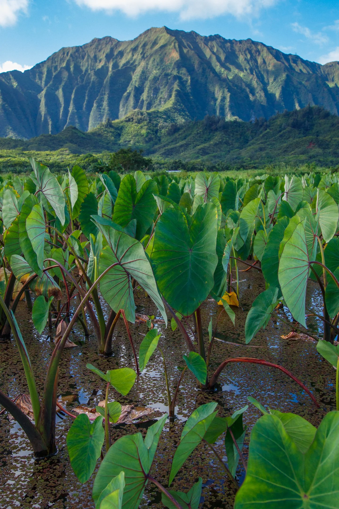 Taro Patch- Lo'i  (9 of 18).jpg