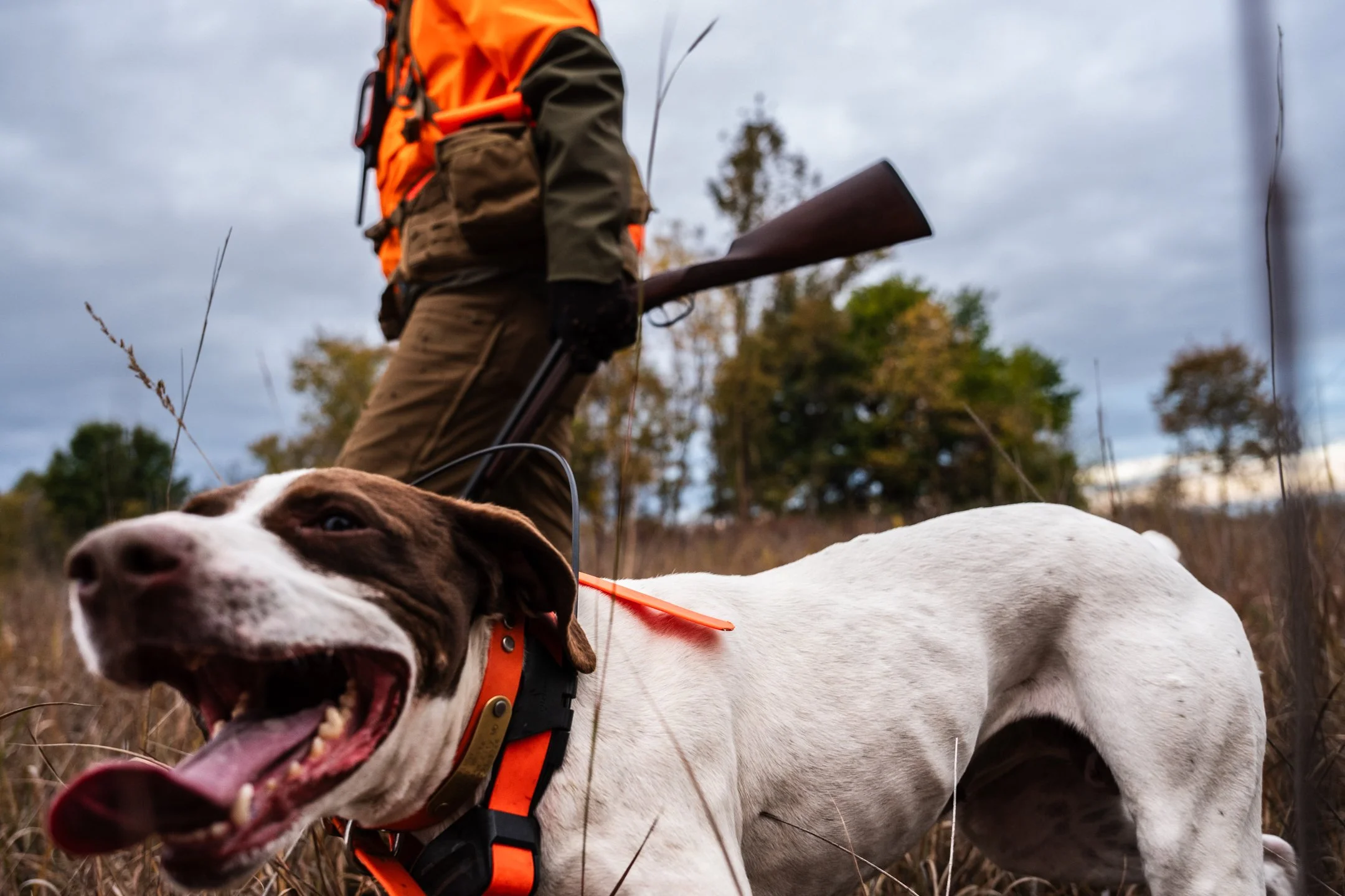 Opening Day Missouri_Darley-1.JPG