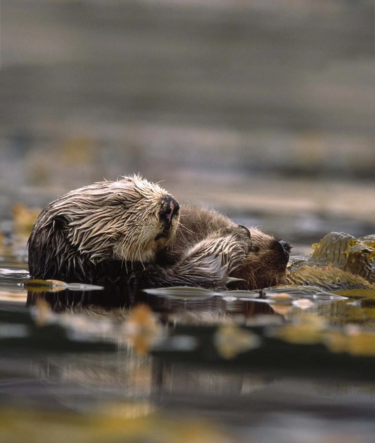 Enhydra lutris nereis (Southern Sea Otters)
