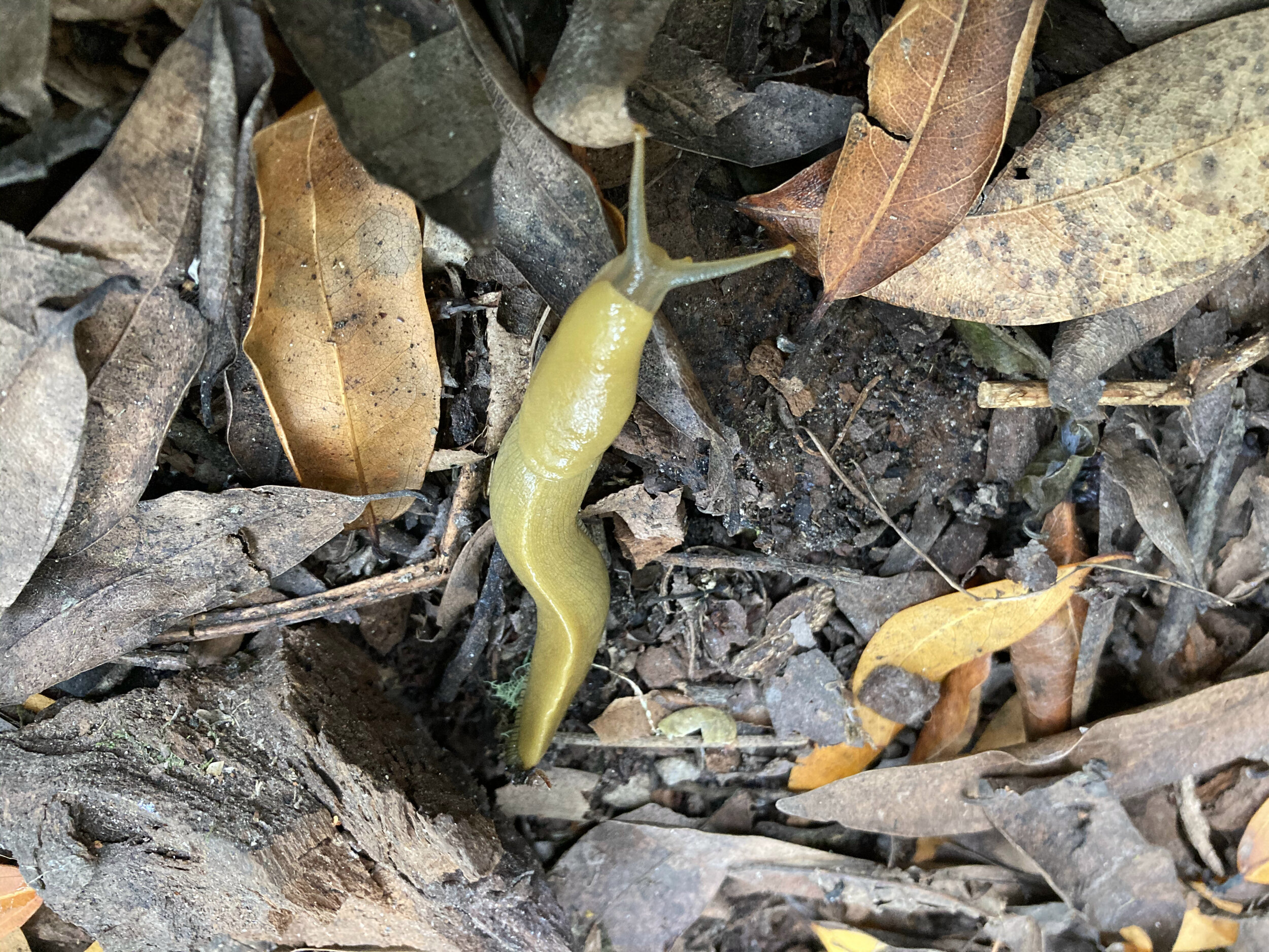 Ariolimax californicus (California Banana Slug)