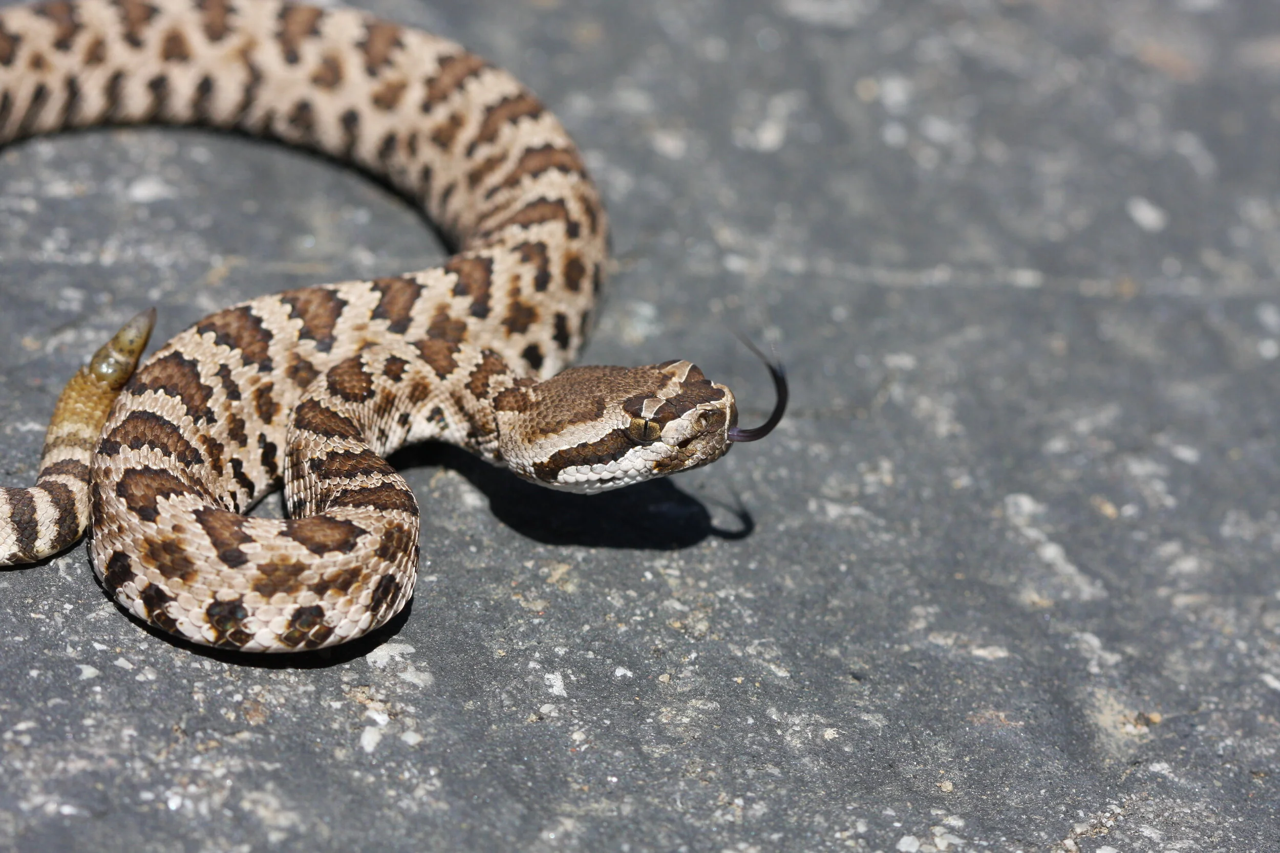 Crotalus oreganus (Western Rattlesnake)