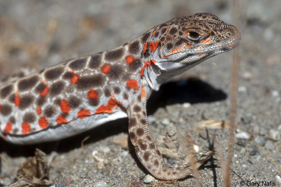 Gambelia wislizenii (Long-nosed Leopard Lizard)