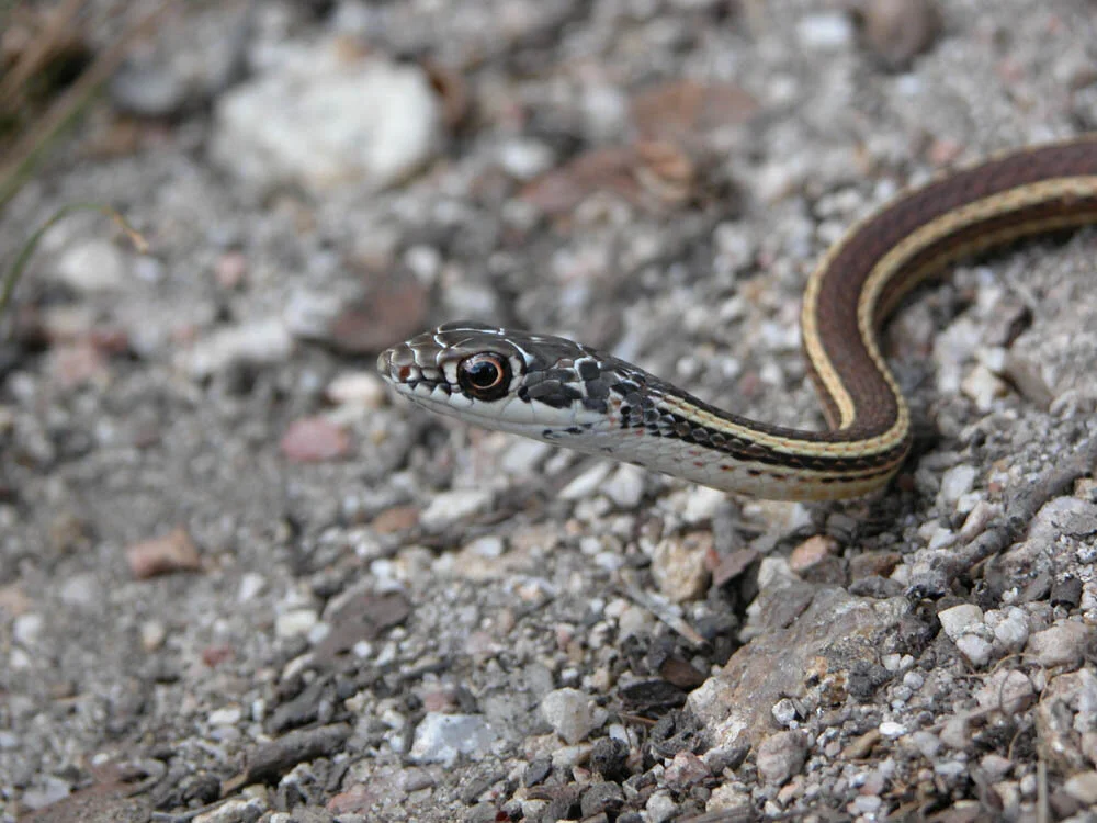Masticophis lateralis (Striped Racer)