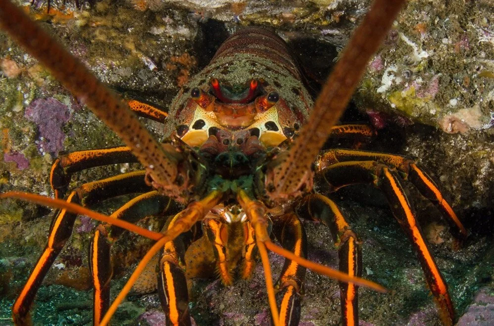 Panulirus interruptus (Spiny Lobster)