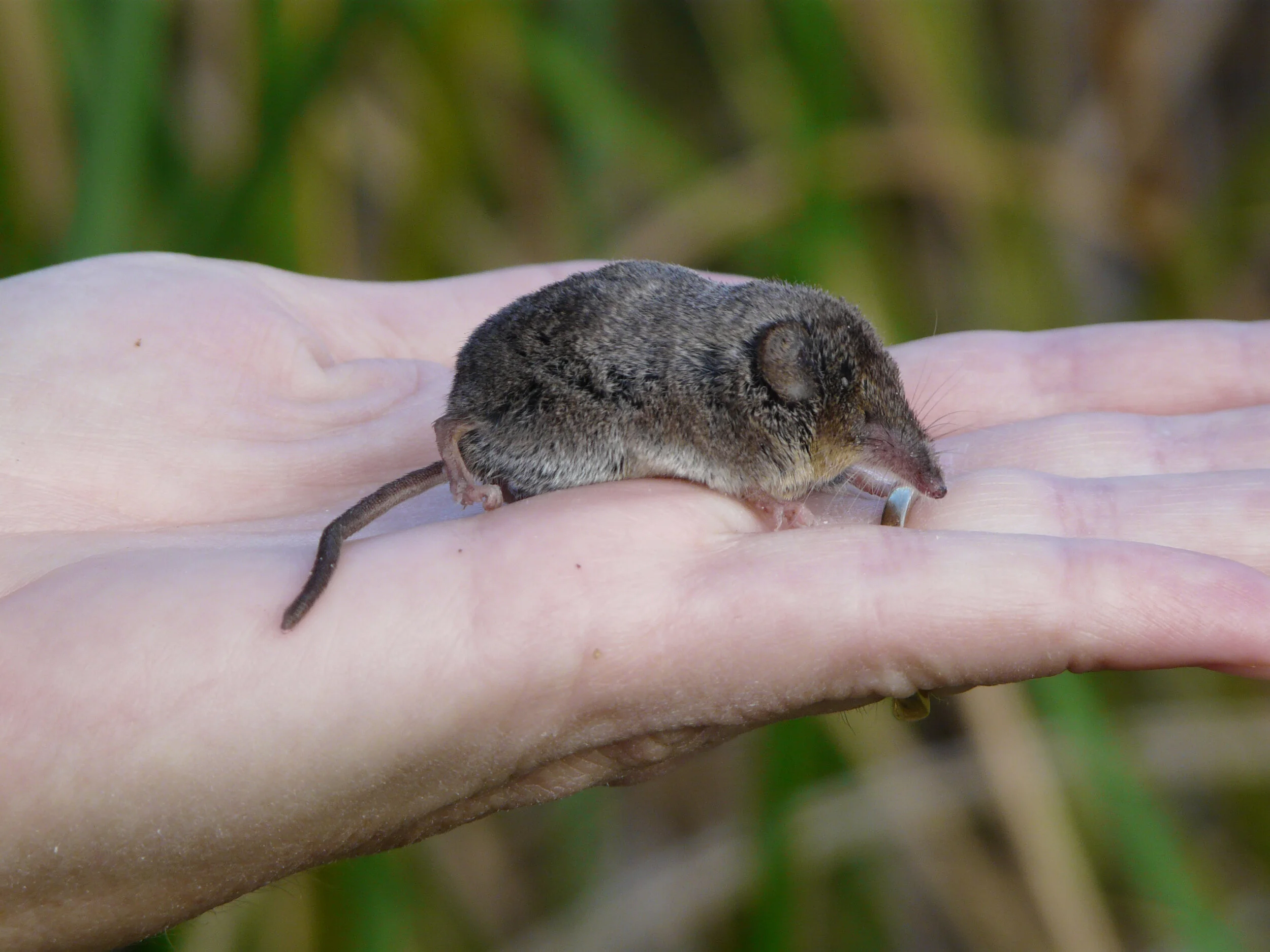 Sorex ornatus (Ornate Shrew)