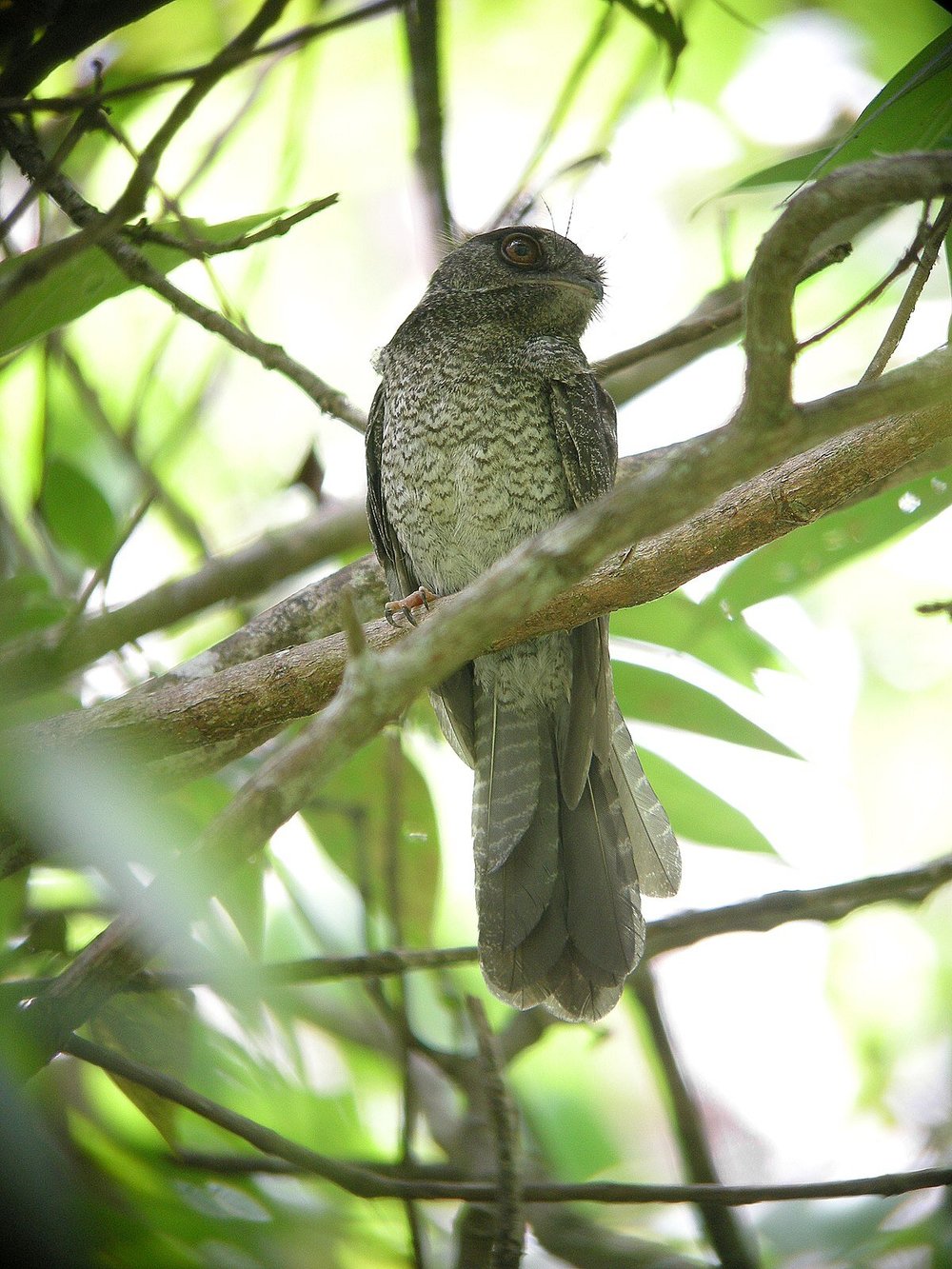 Strix Vari CCGP — Strix varia (Barred Owl)