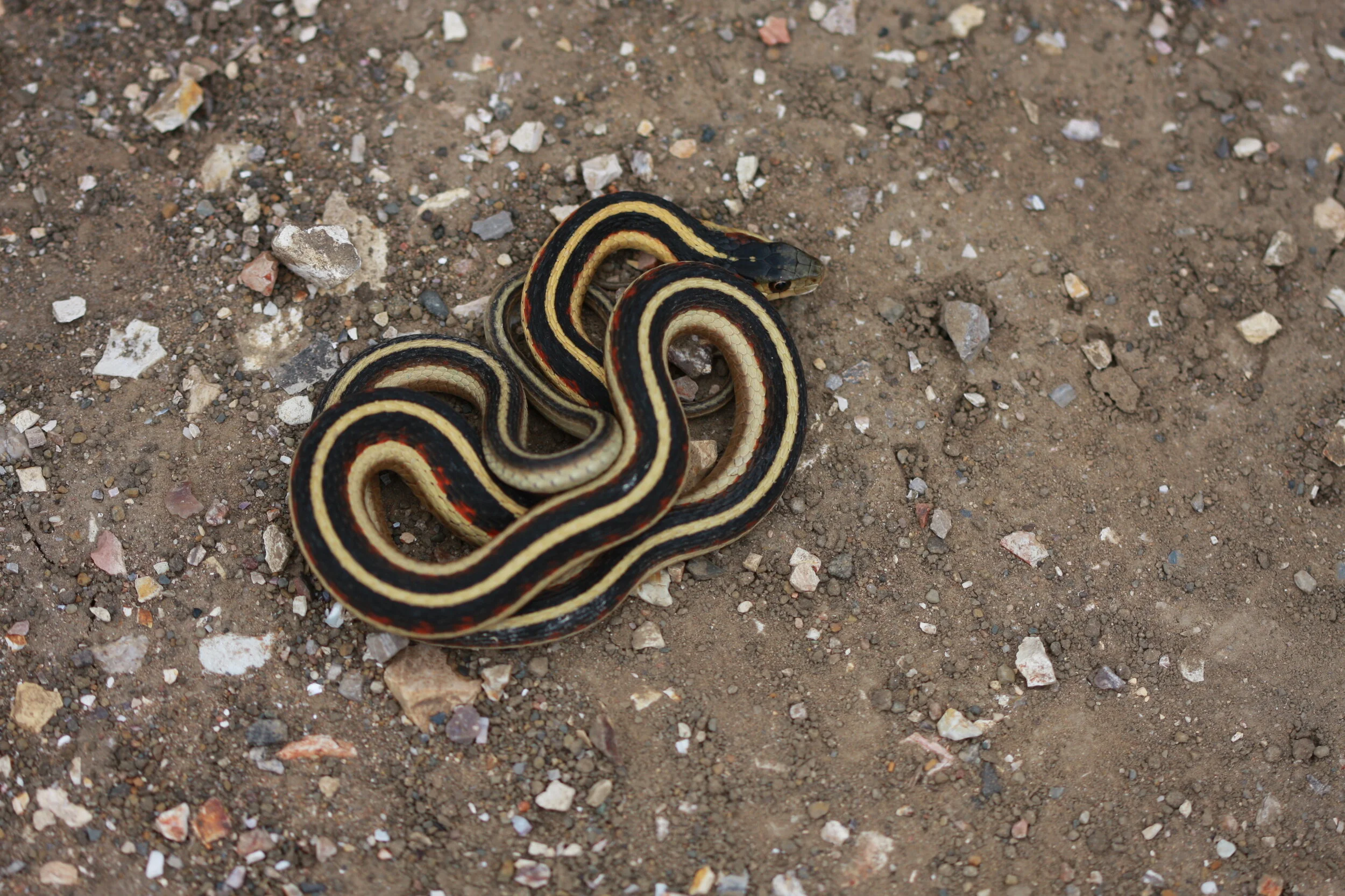 Thamnophis sirtalis (Common Garter Snake)